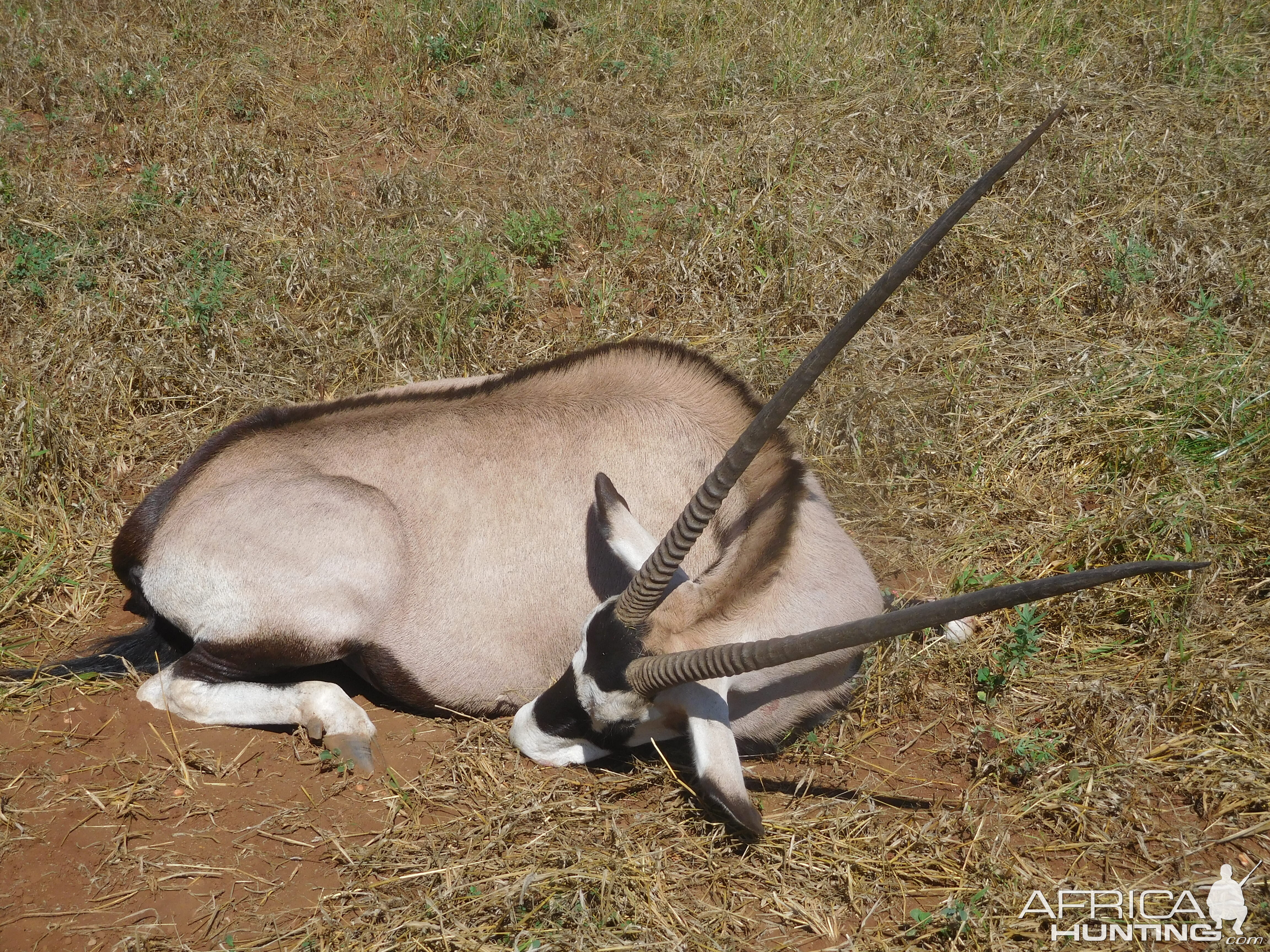 Gemsbok Hunt South Africa