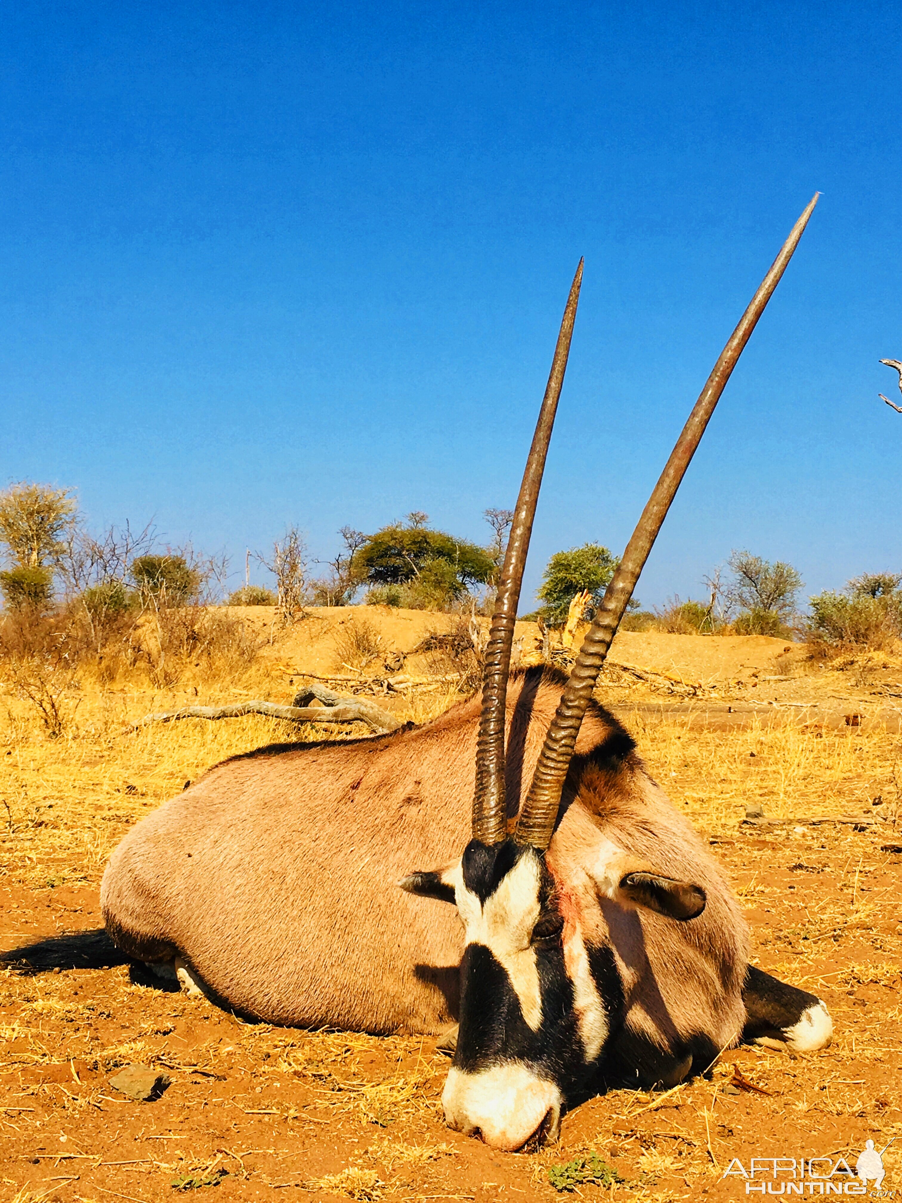 Gemsbok Hunt South Africa