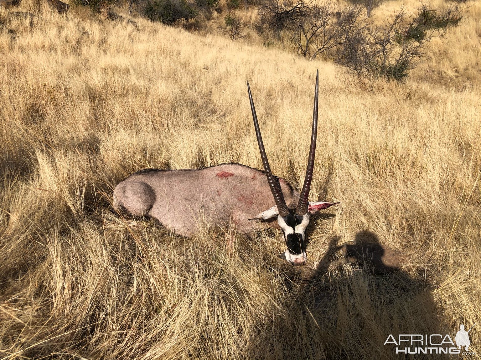 Gemsbok Hunt