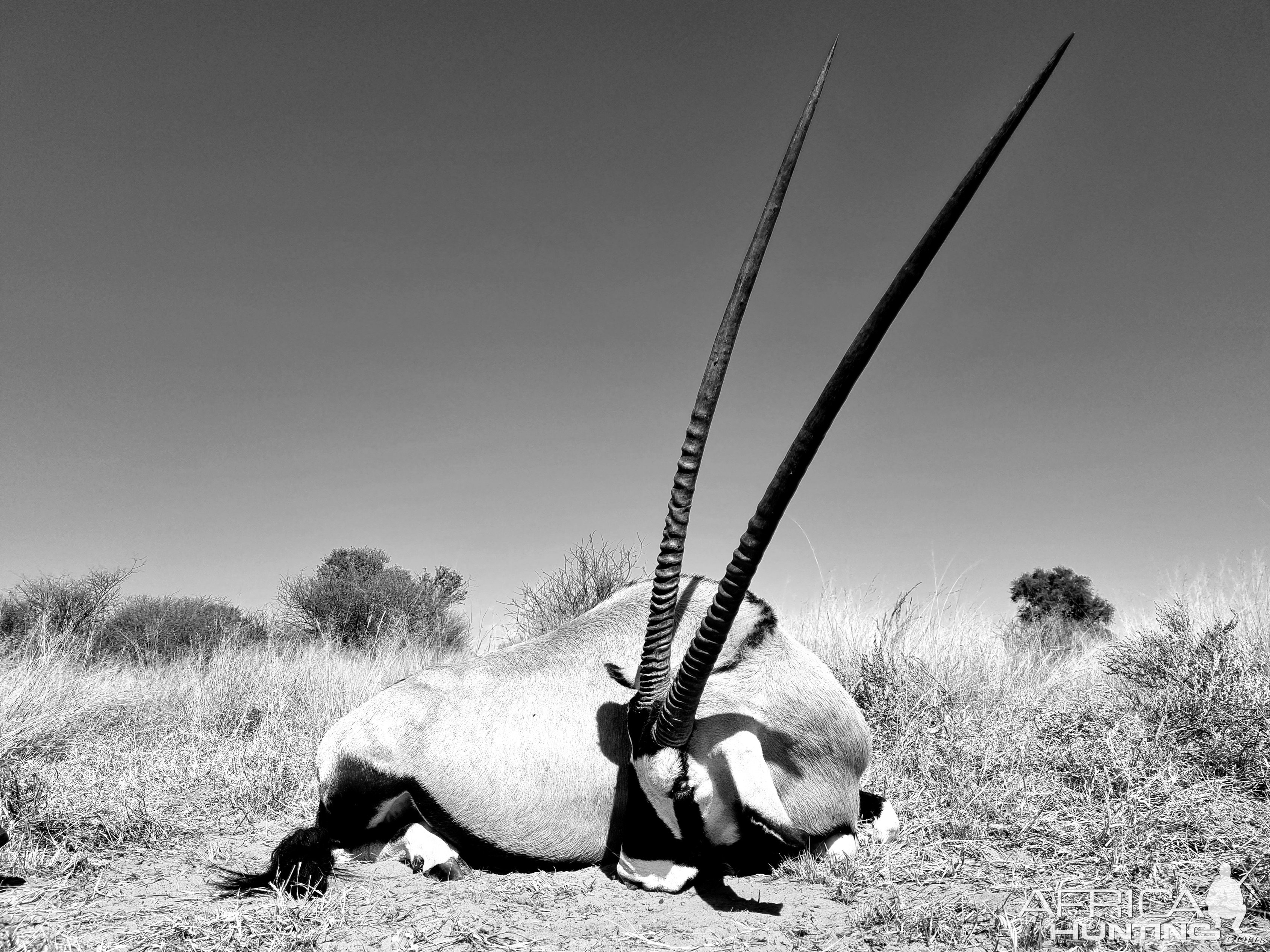 Gemsbok Hunt