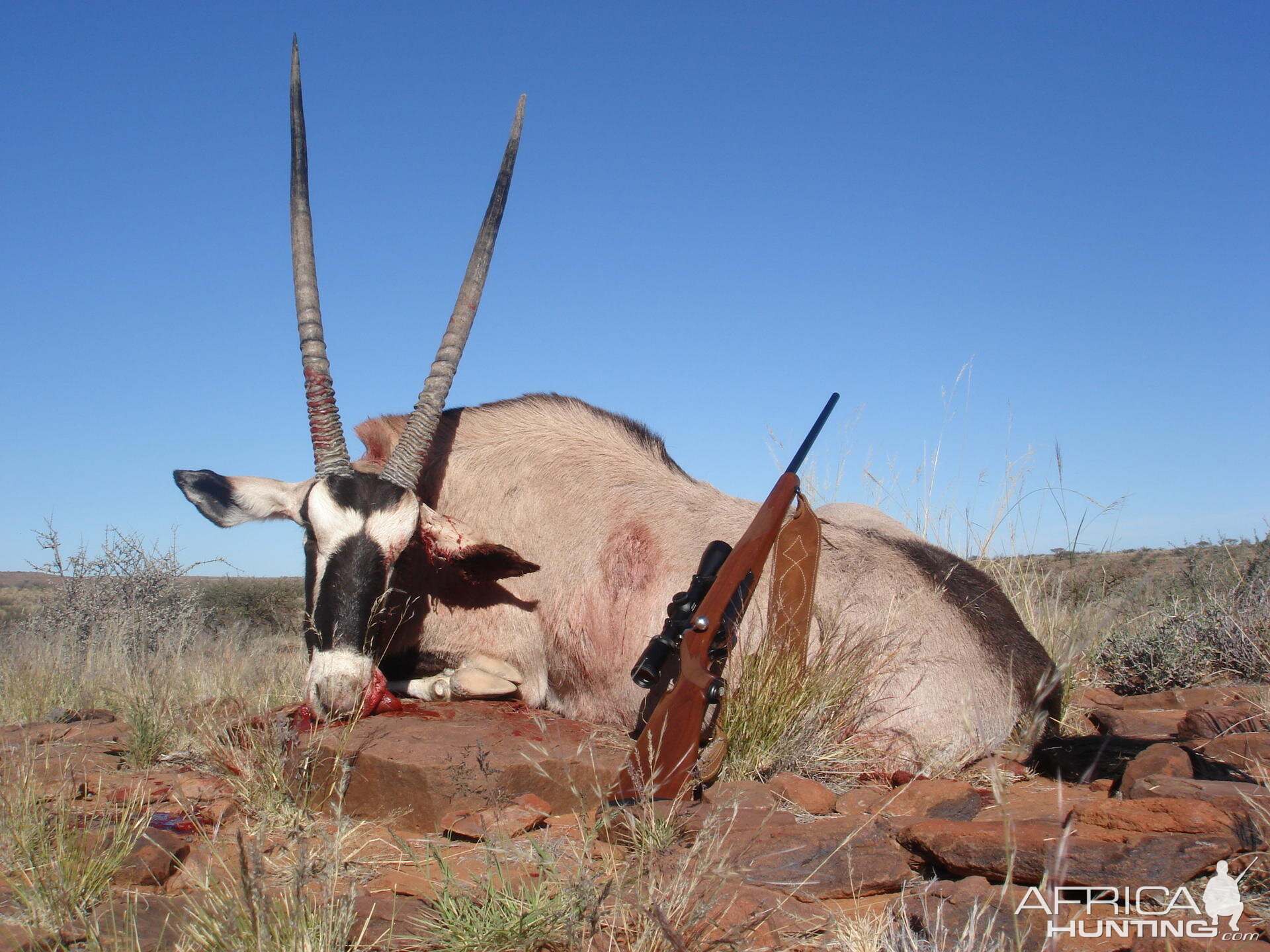 Gemsbok hunt