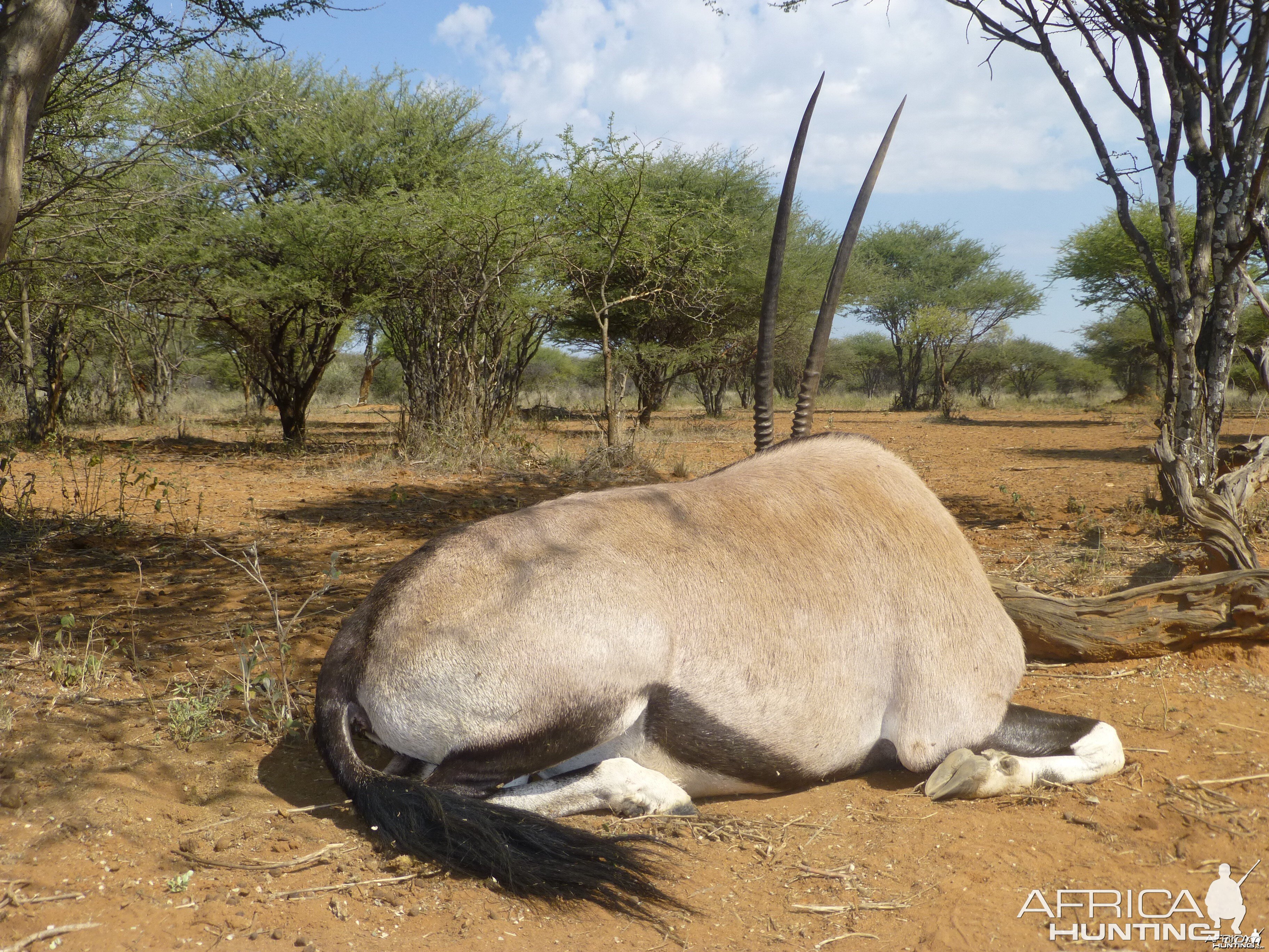 Gemsbok hunted with Ozondjahe Hunting Safaris in Namibia