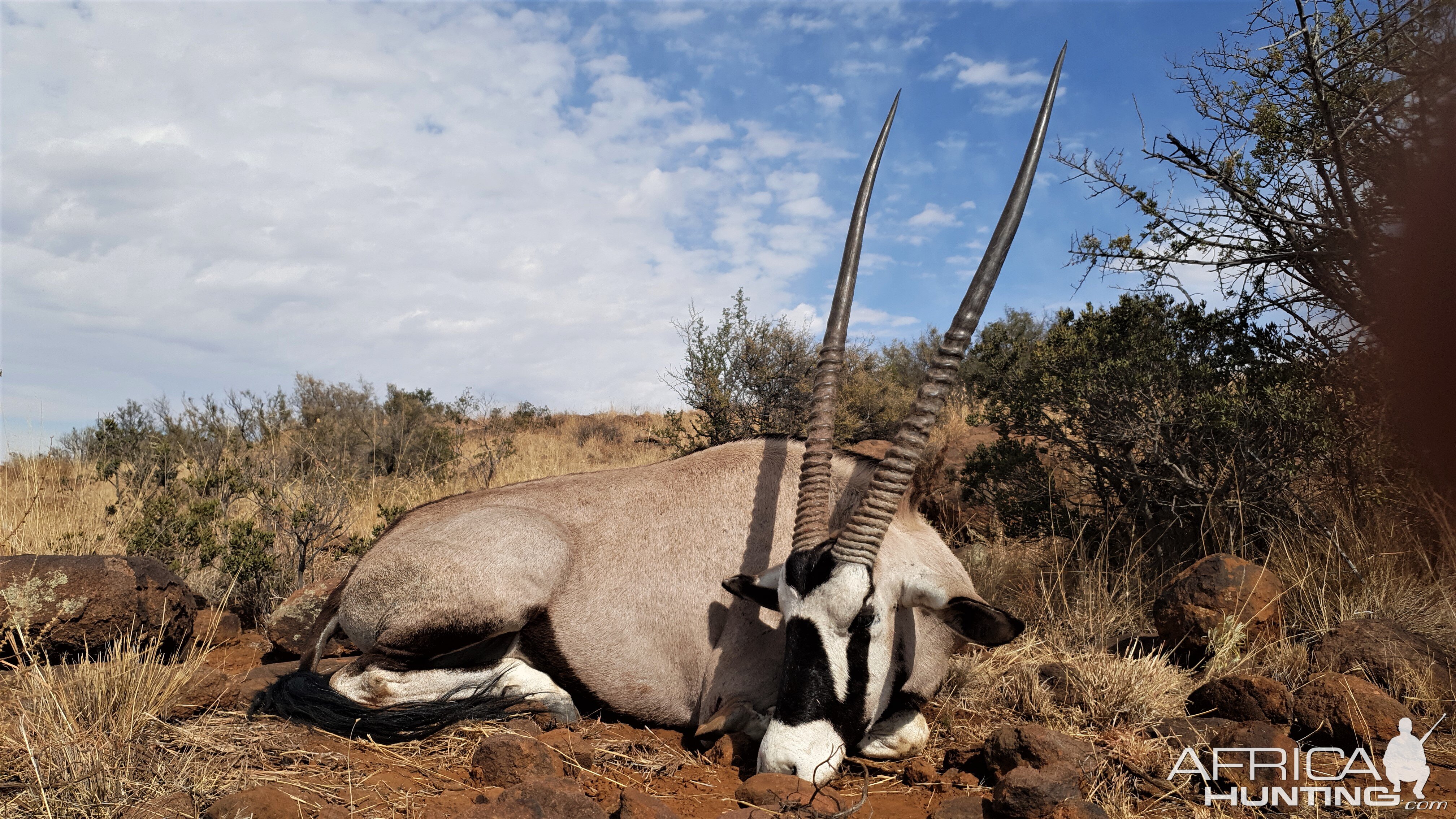 Gemsbok Hunting Eastern Cape South Africa