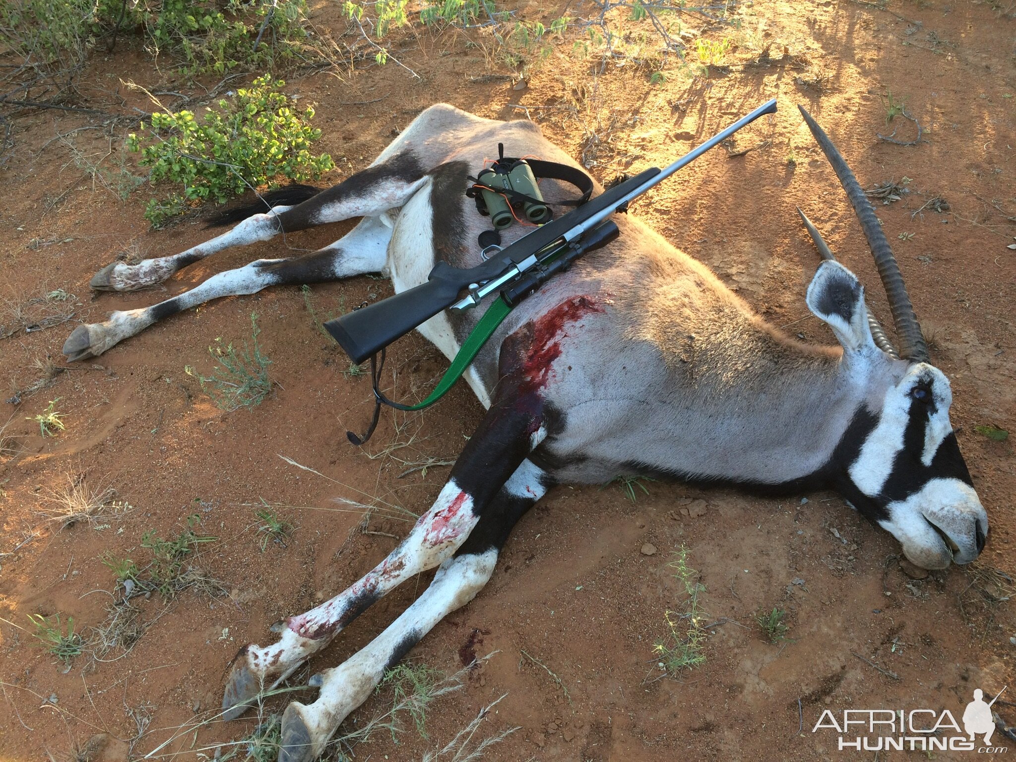 Gemsbok Hunting in South Africa