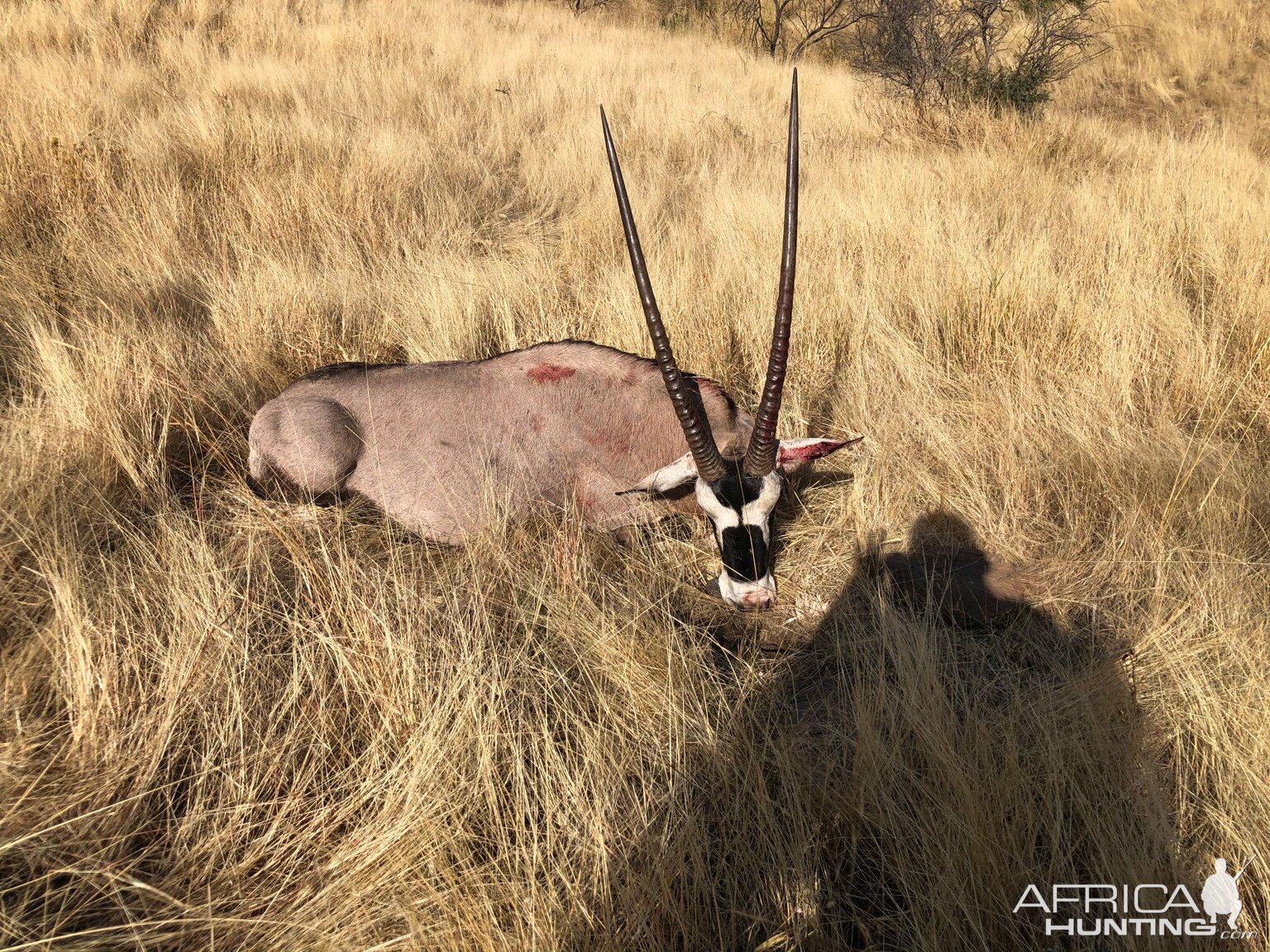 Gemsbok Hunting Namibia