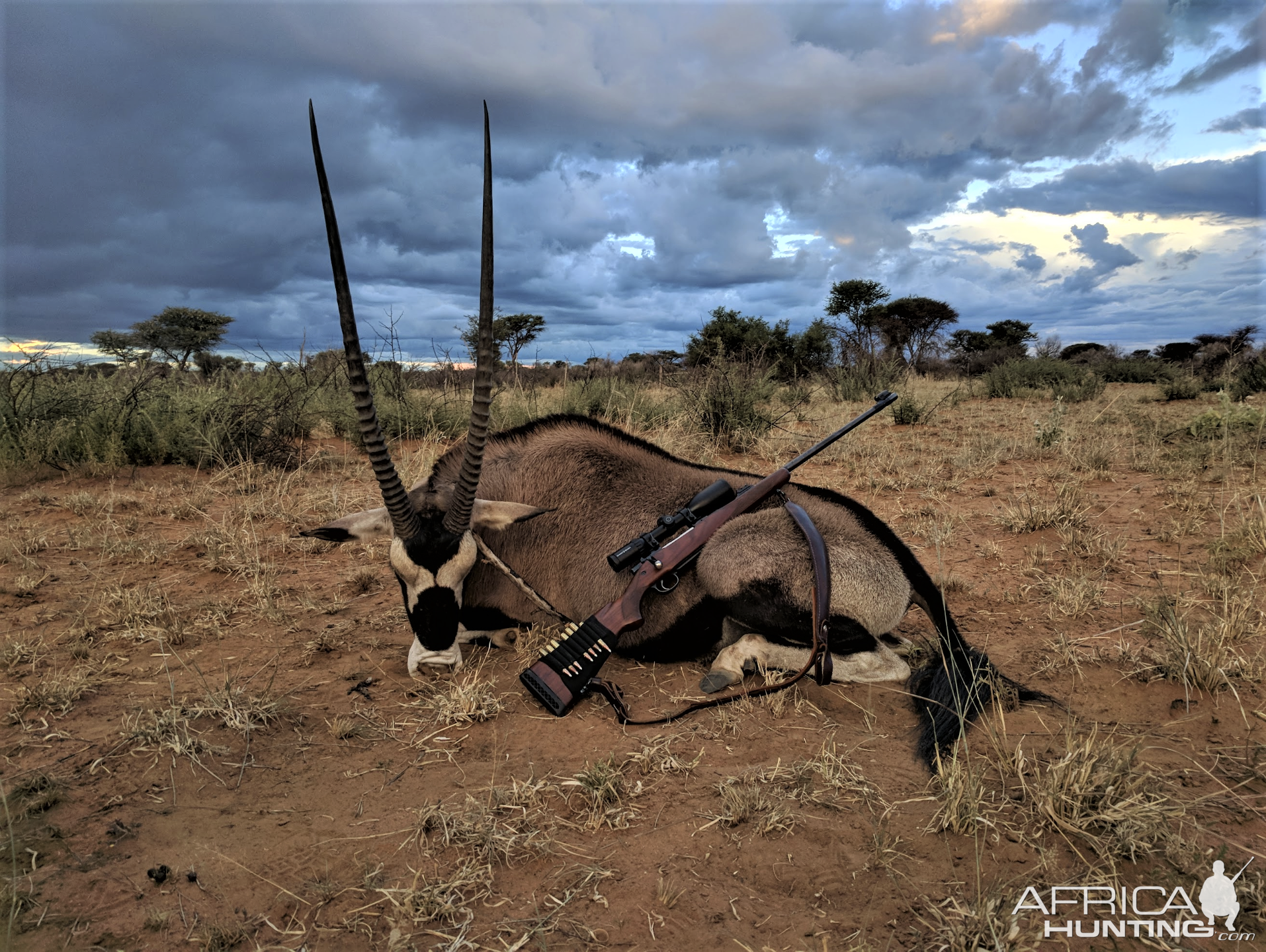 Gemsbok Hunting Namibia