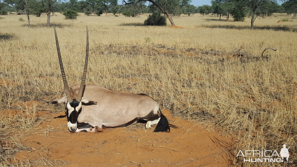 Gemsbok Hunting Namibia