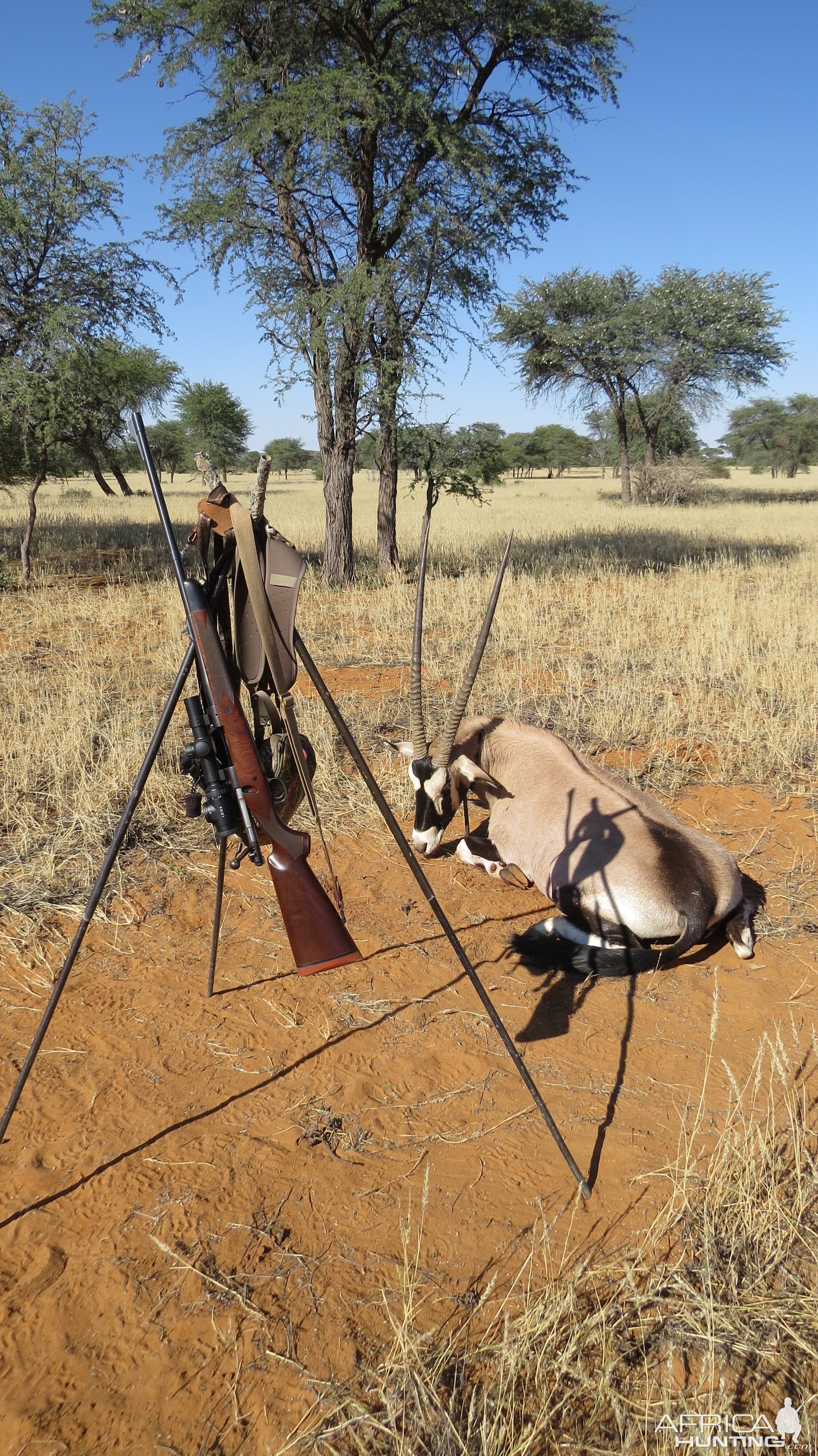 Gemsbok Hunting Namibia