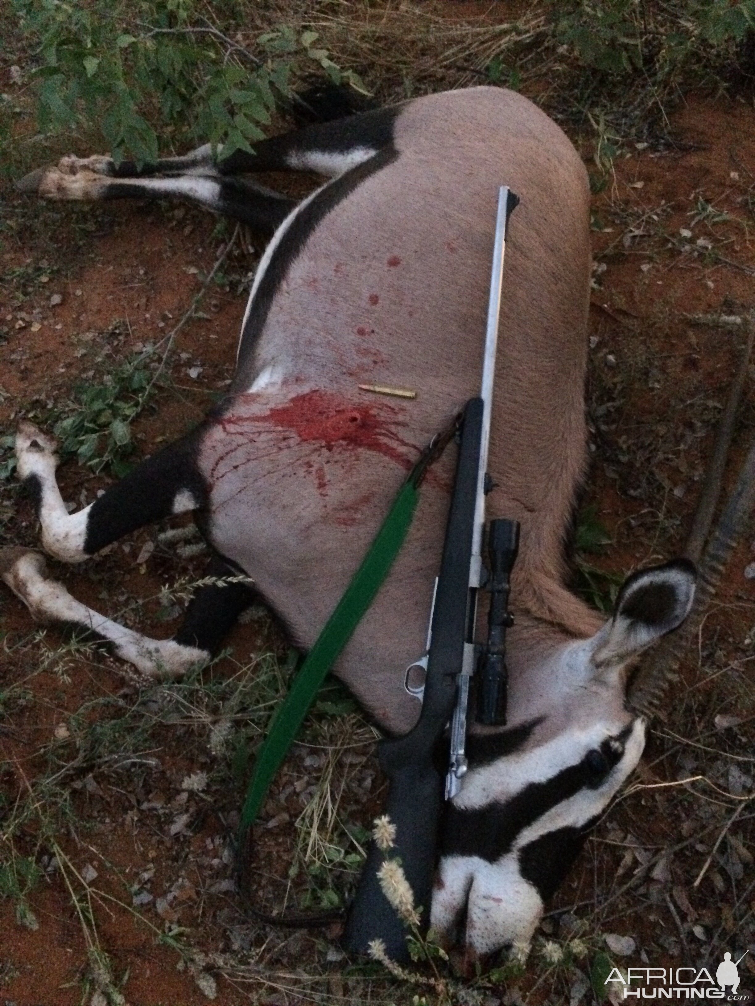 Gemsbok Hunting Namibia