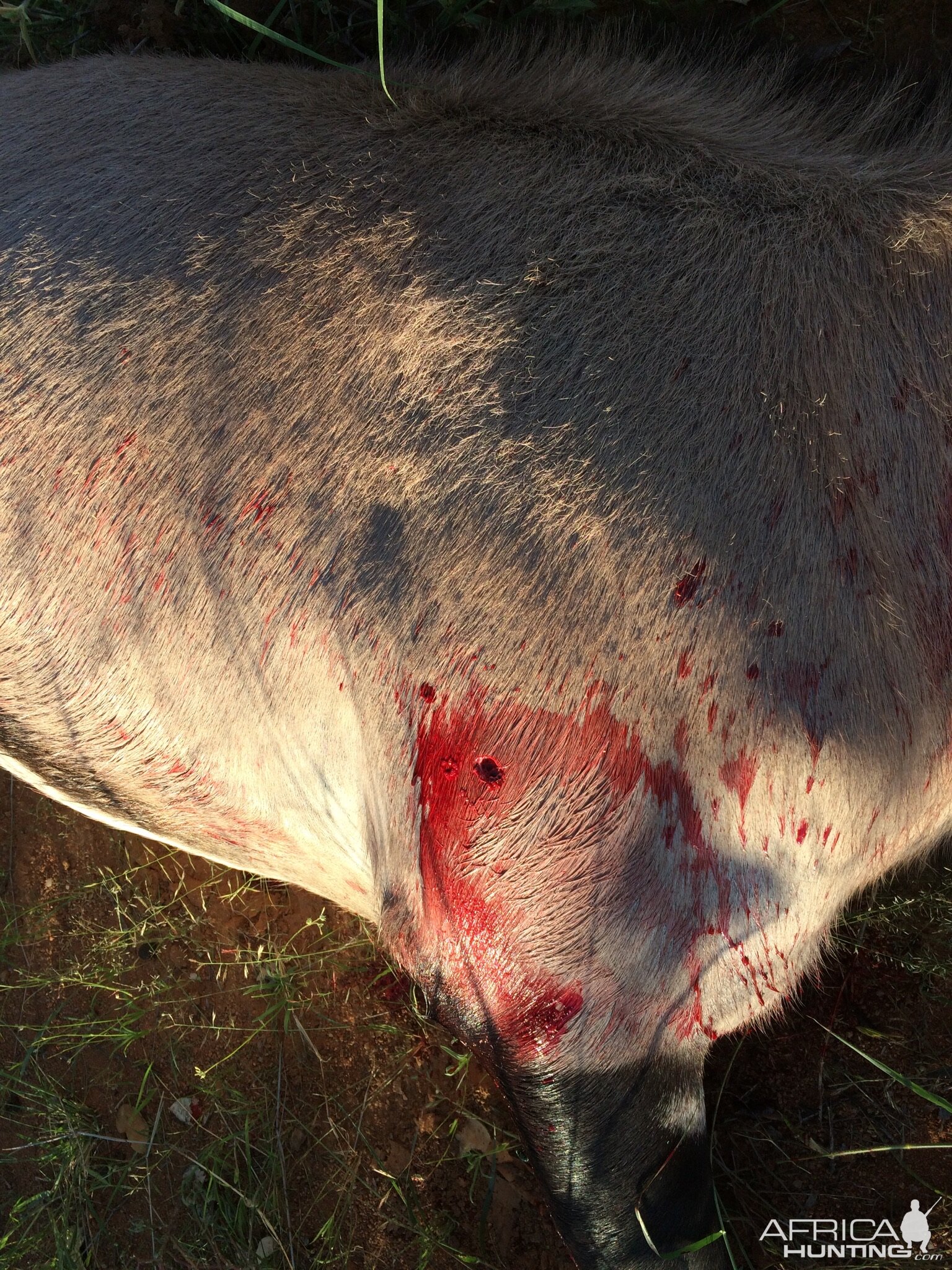 Gemsbok Hunting Shot Placement