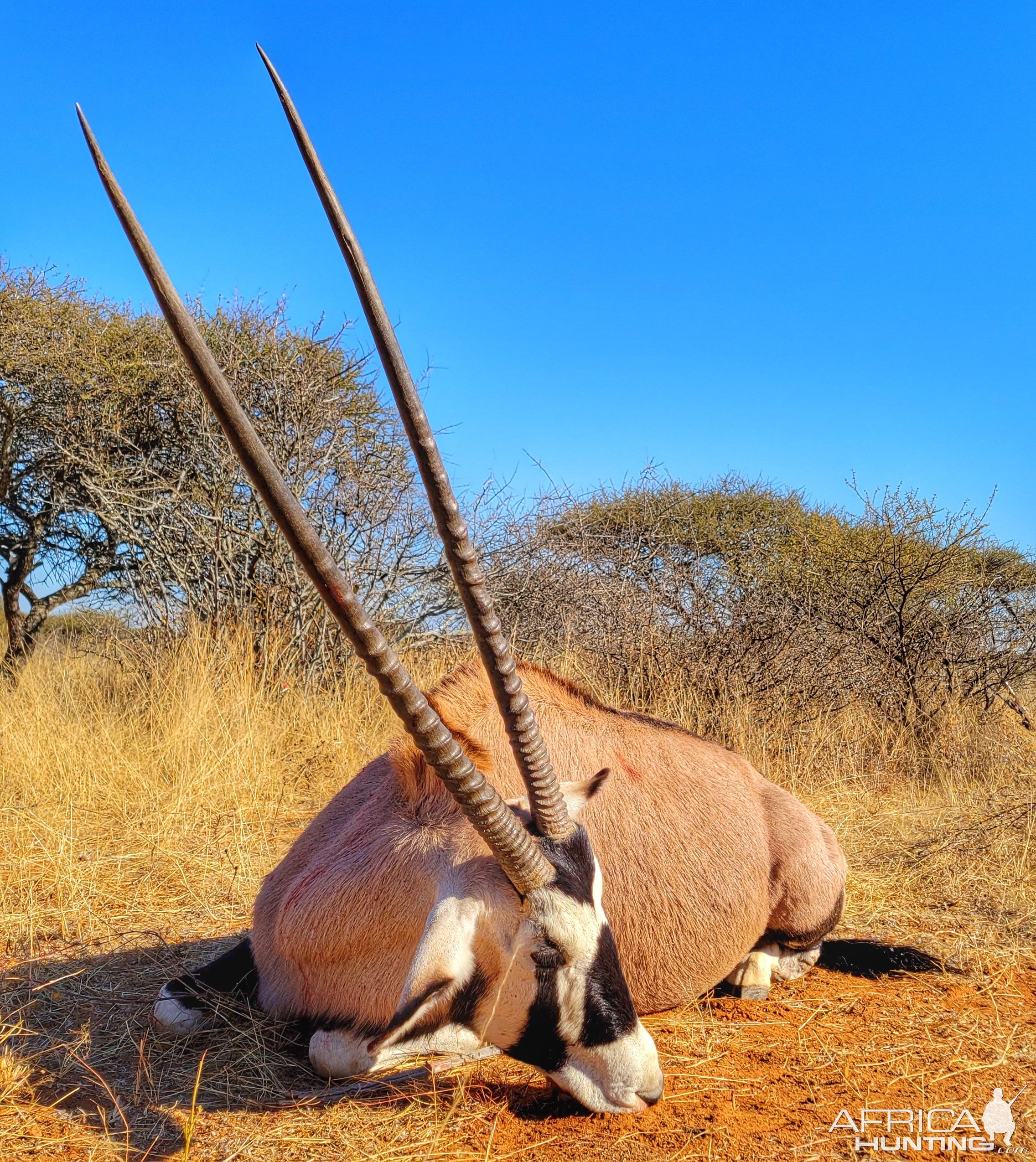 Gemsbok Hunting South Africa