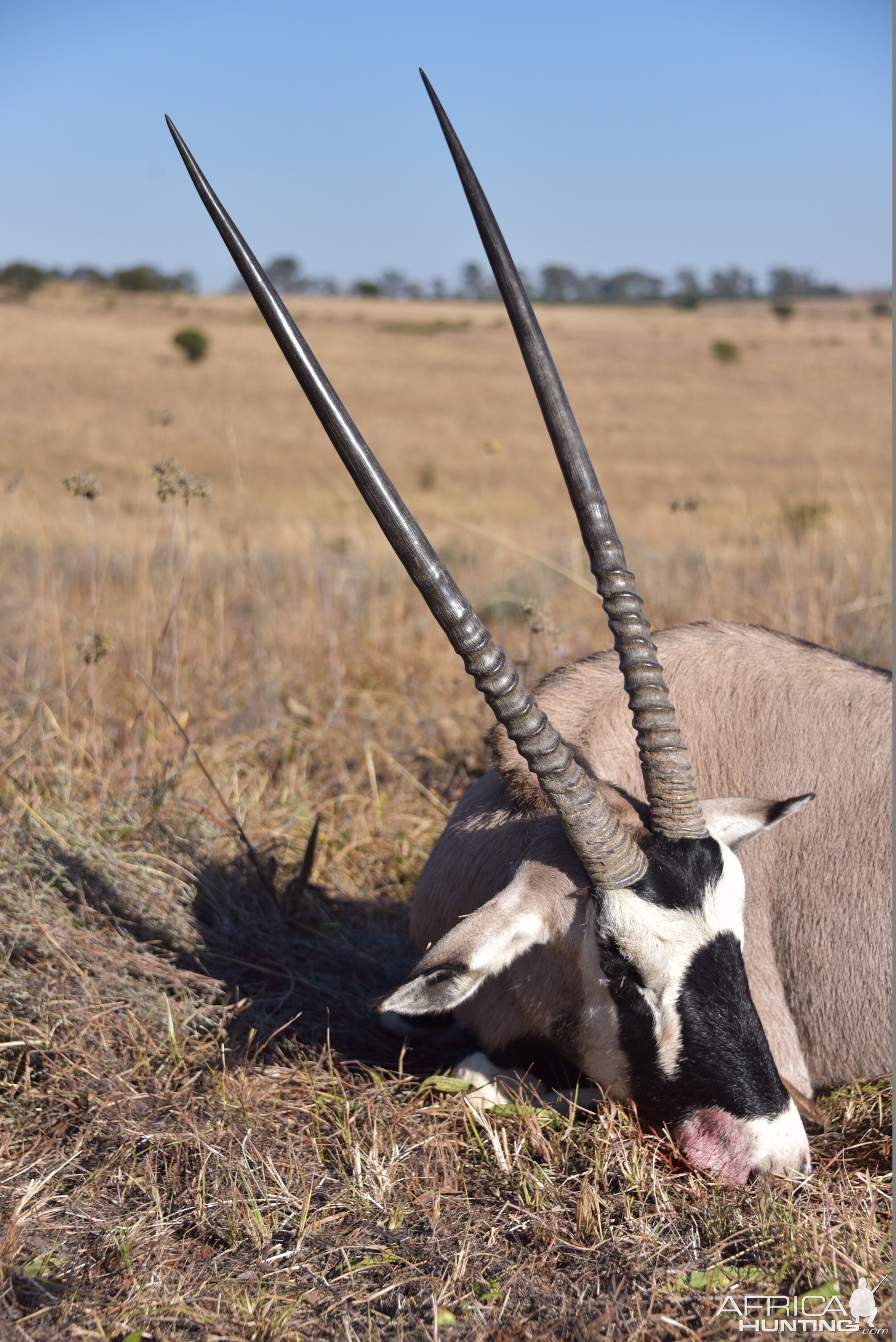 Gemsbok Hunting South Africa