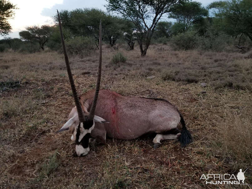 Gemsbok Hunting South Africa