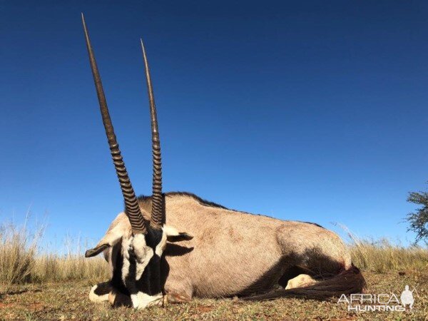 Gemsbok Hunting South Africa