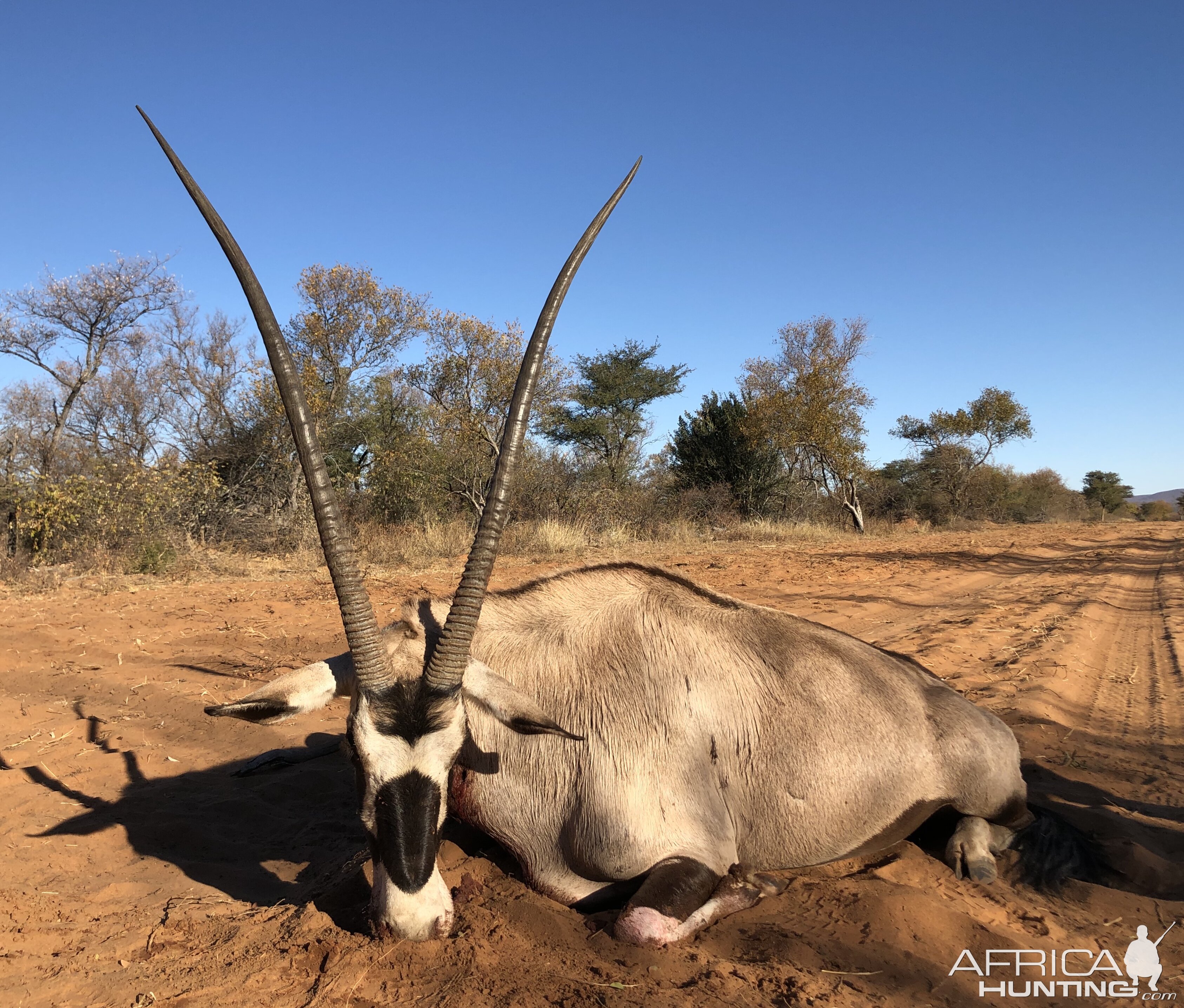 Gemsbok Hunting South Africa