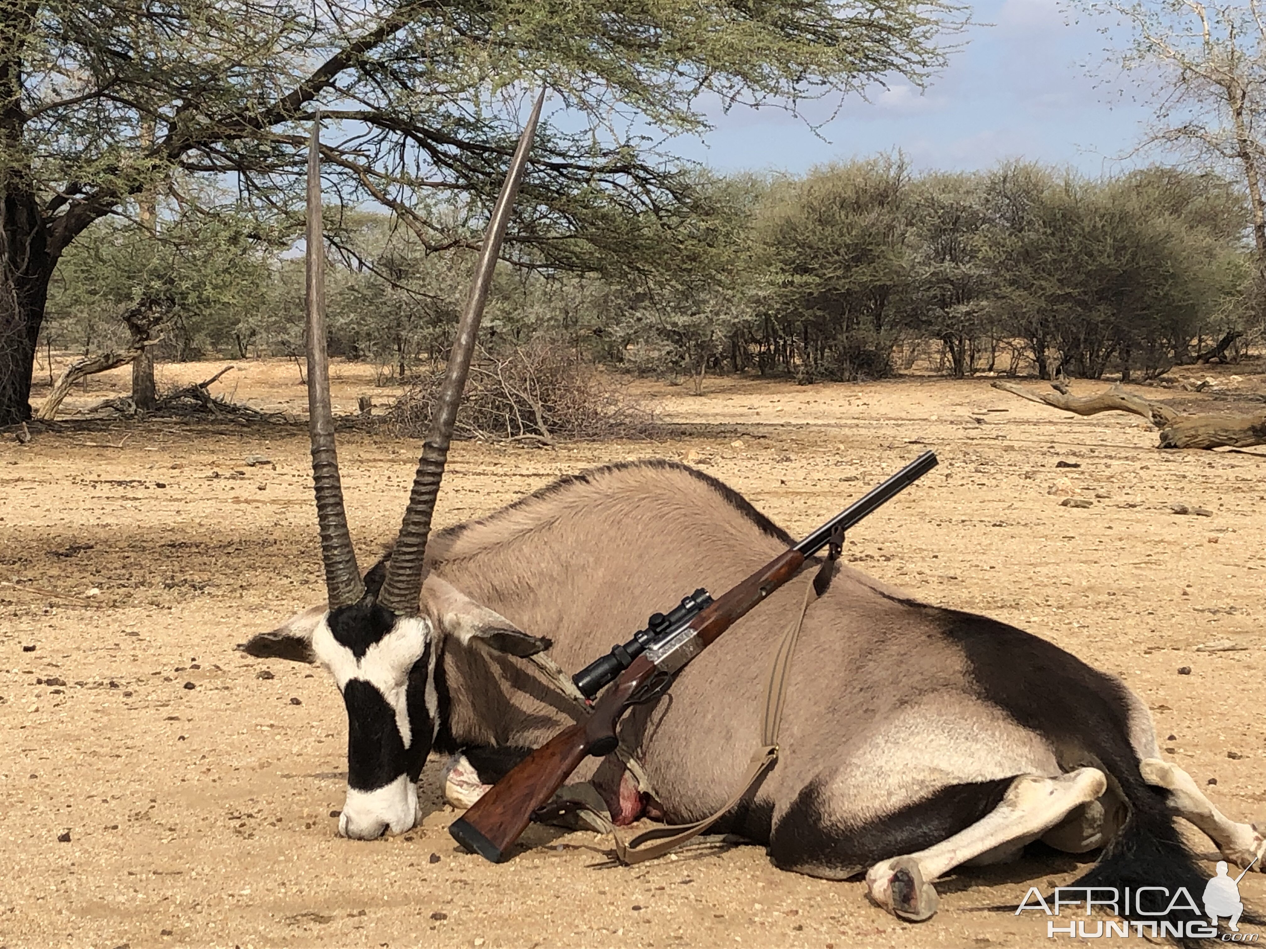 Gemsbok Hunting