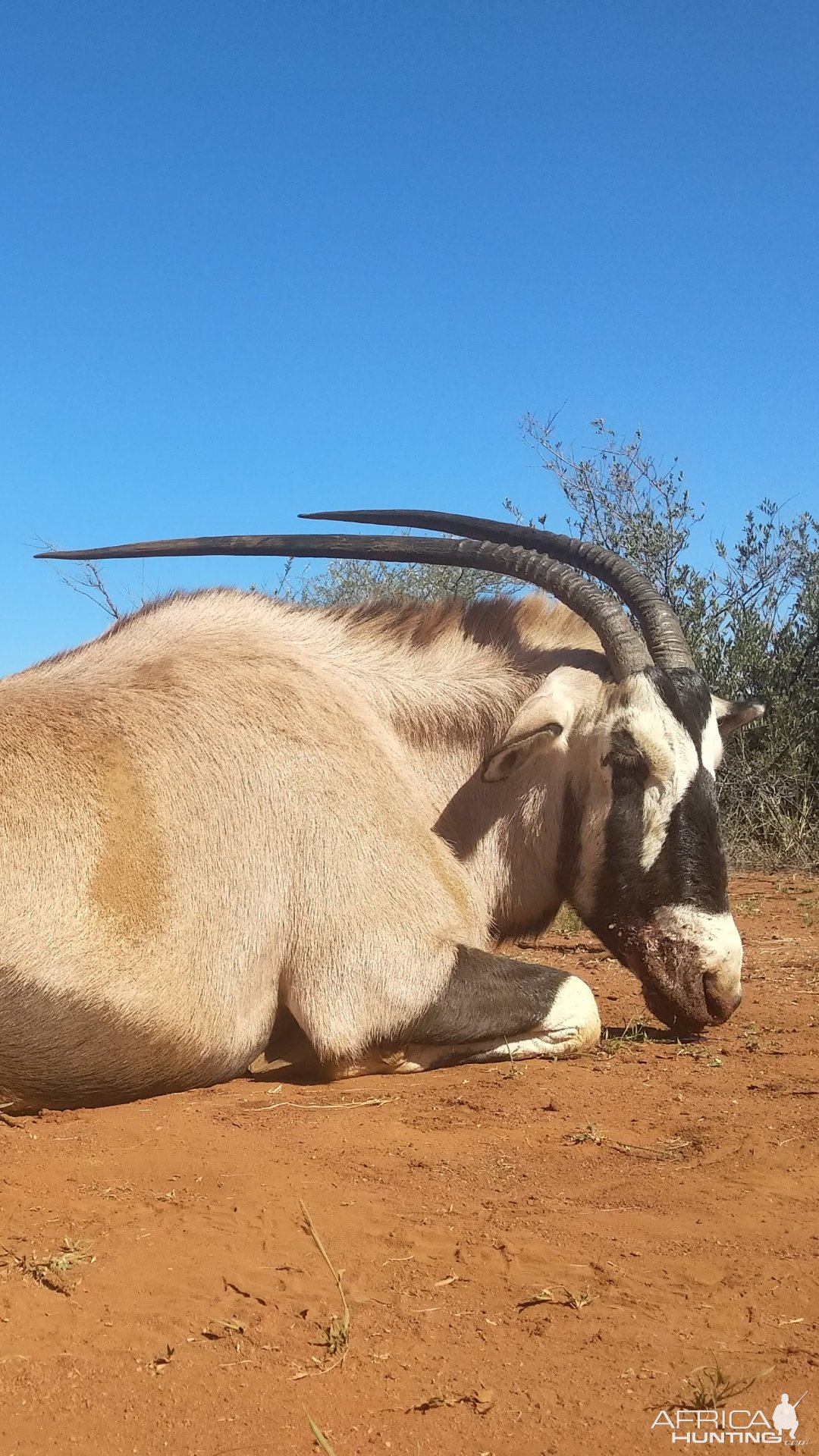 Gemsbok Hunting