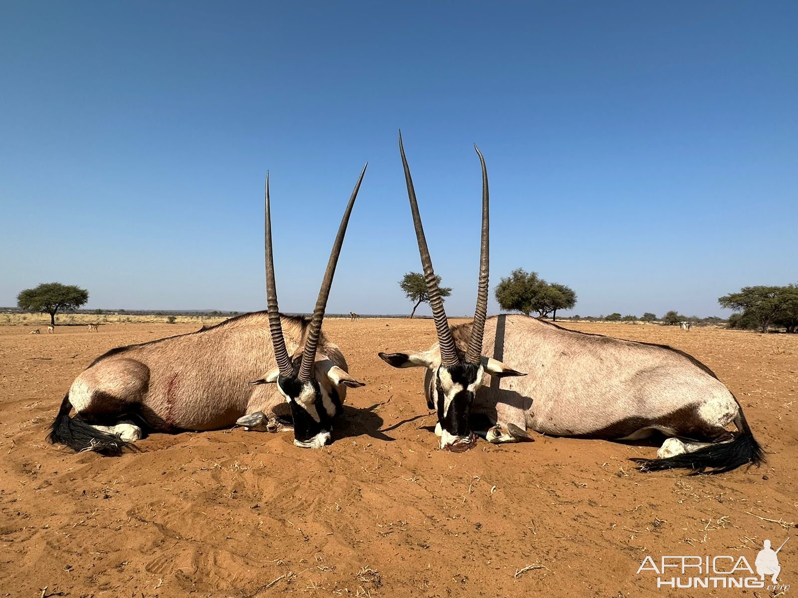 Gemsbok Hunting