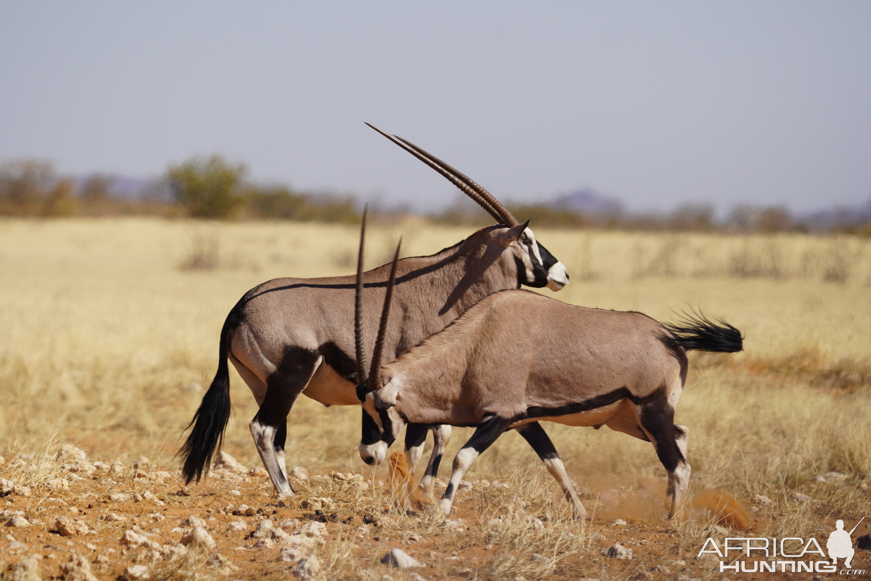 Gemsbok in Etosha National Park Namibia