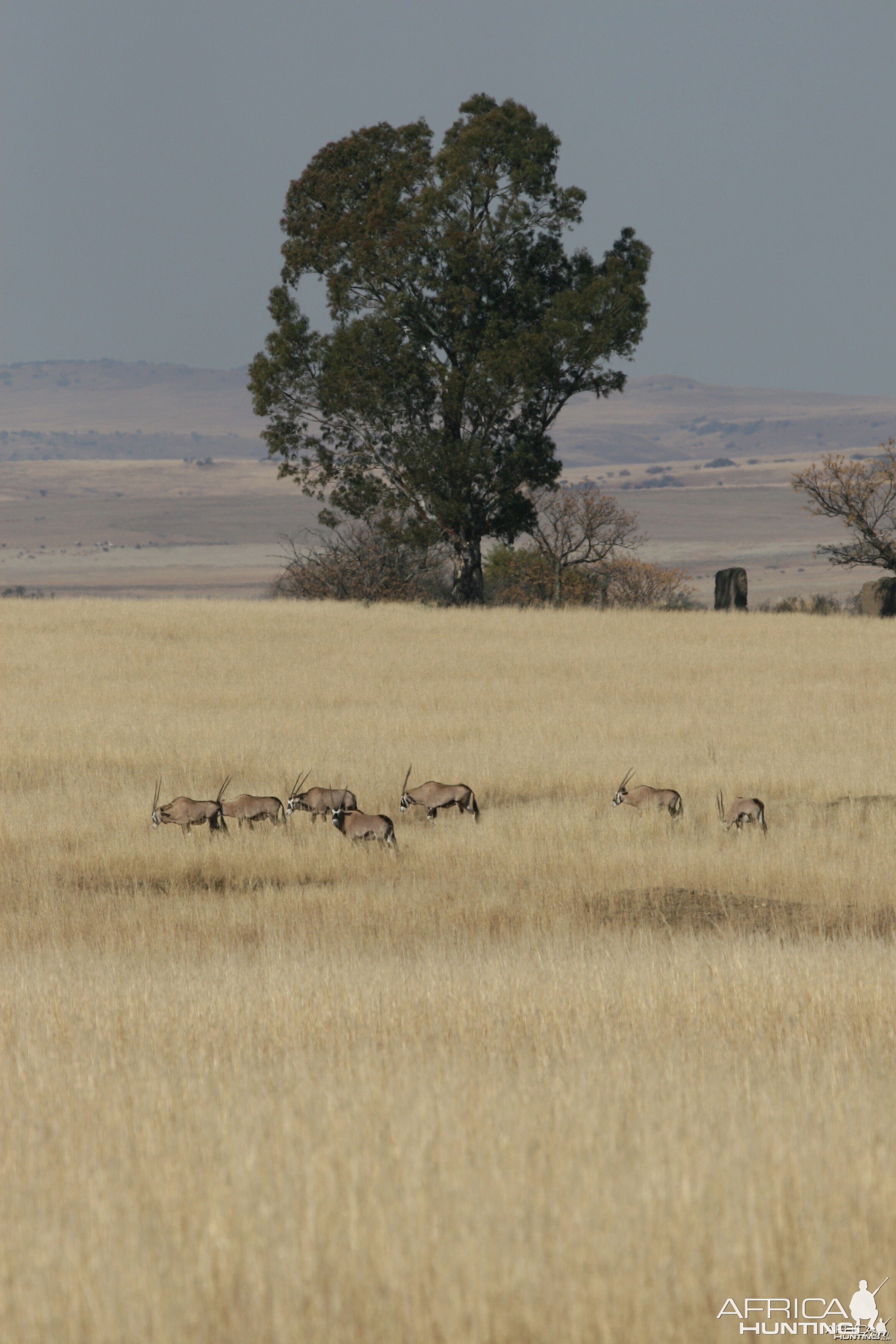 Gemsbok in the Highveld