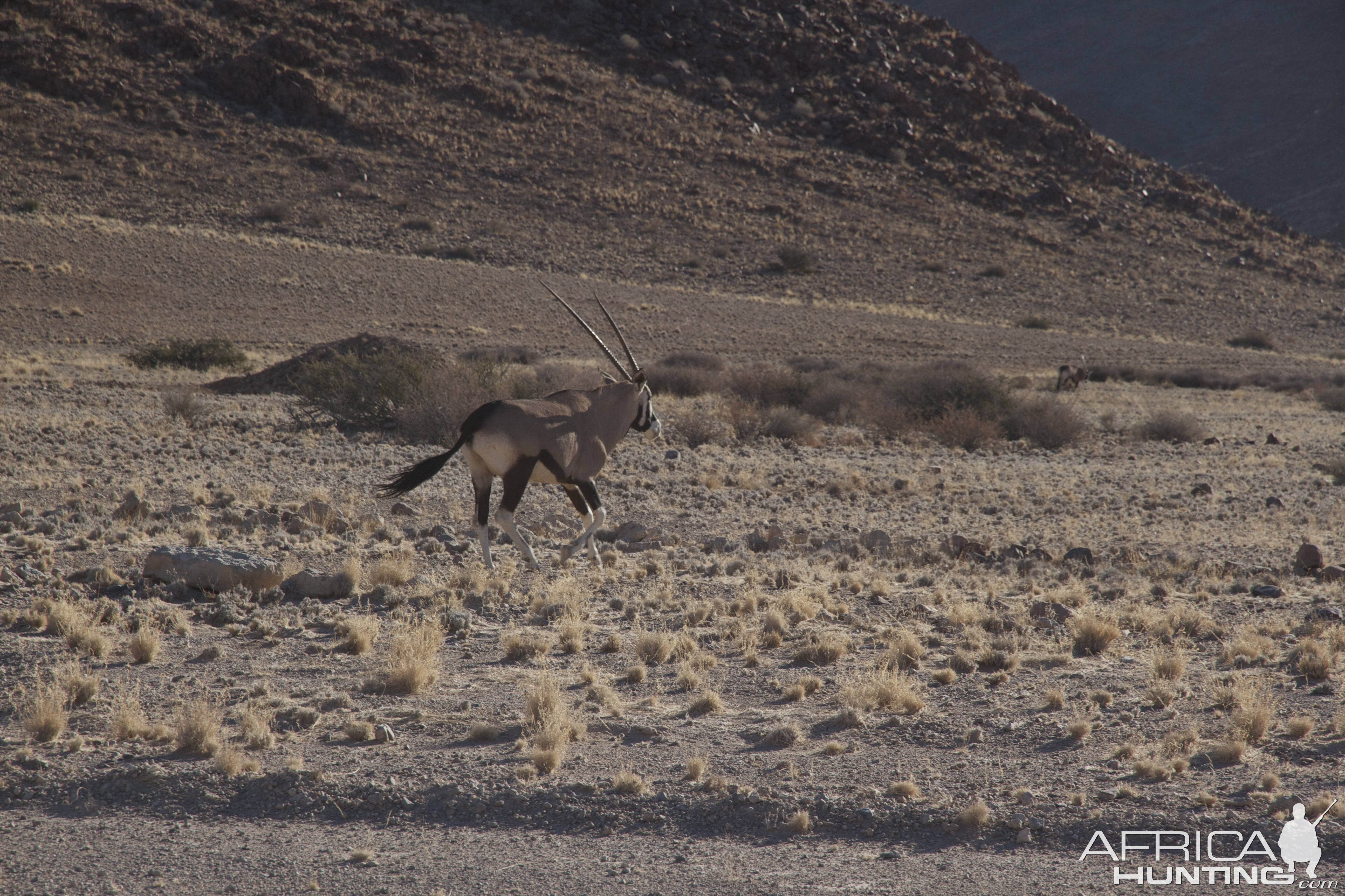 Gemsbok in the Kalahari