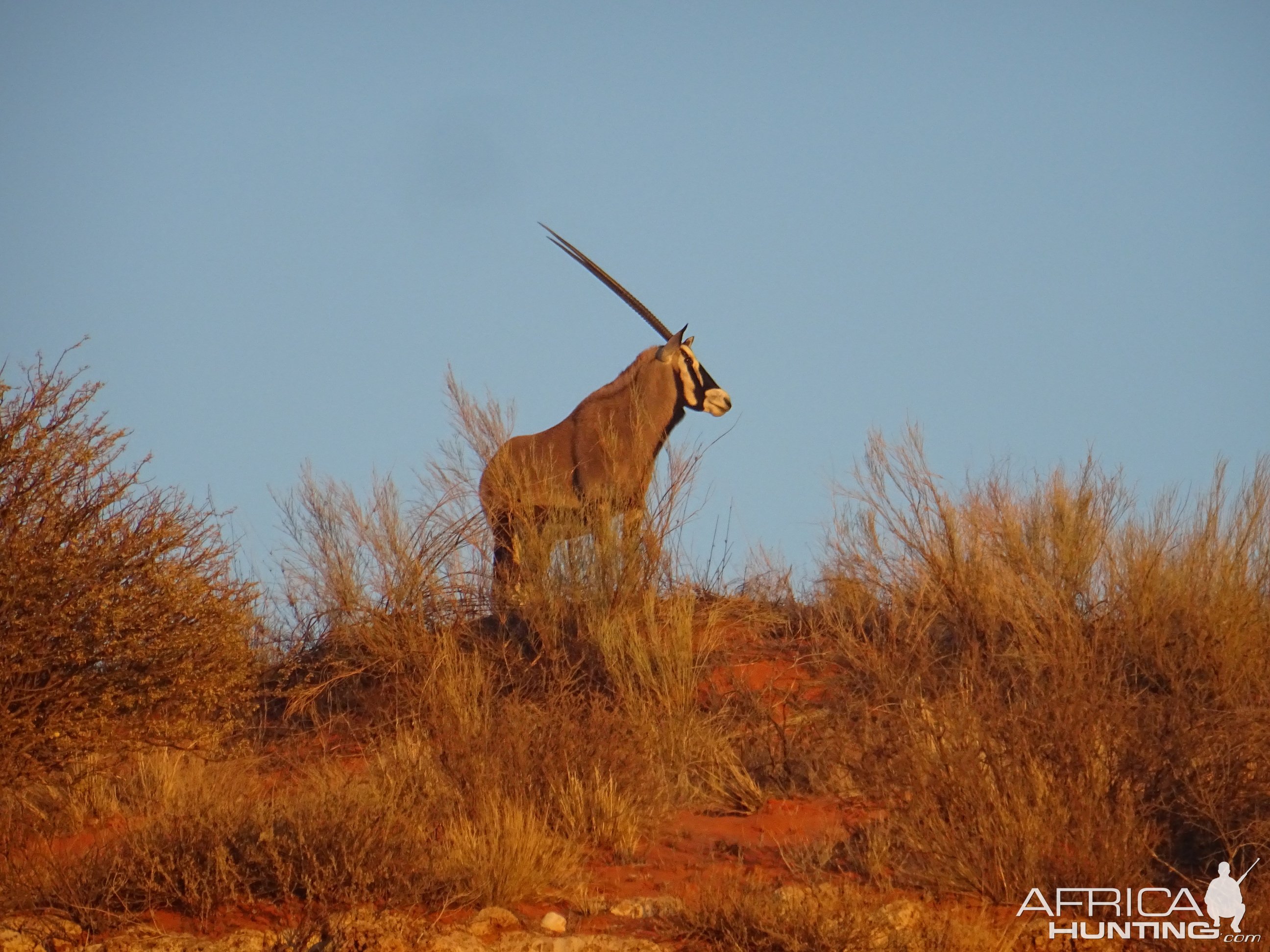 Gemsbok Kgalagadi Gemsbok Park South Africa