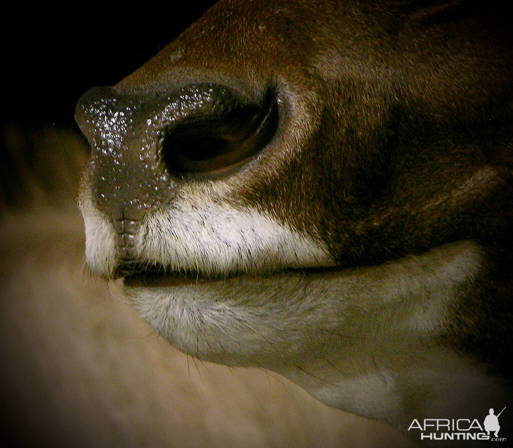 Gemsbok & Kudu Double Pedestal Taxidermy