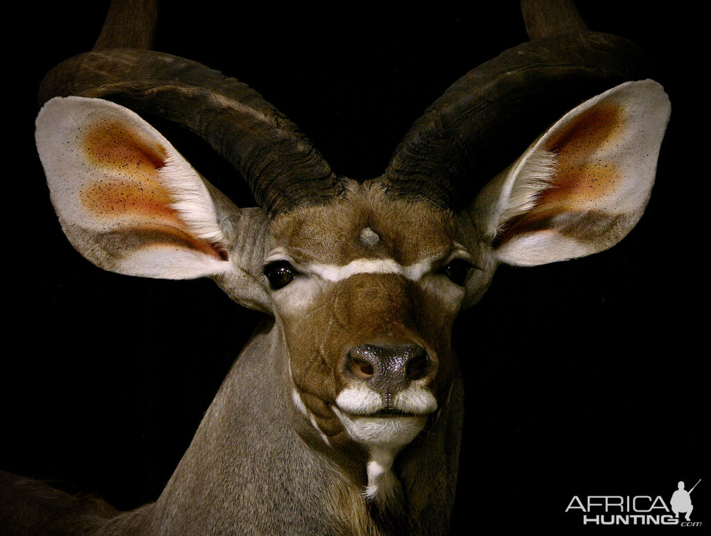 Gemsbok & Kudu Double Pedestal Taxidermy