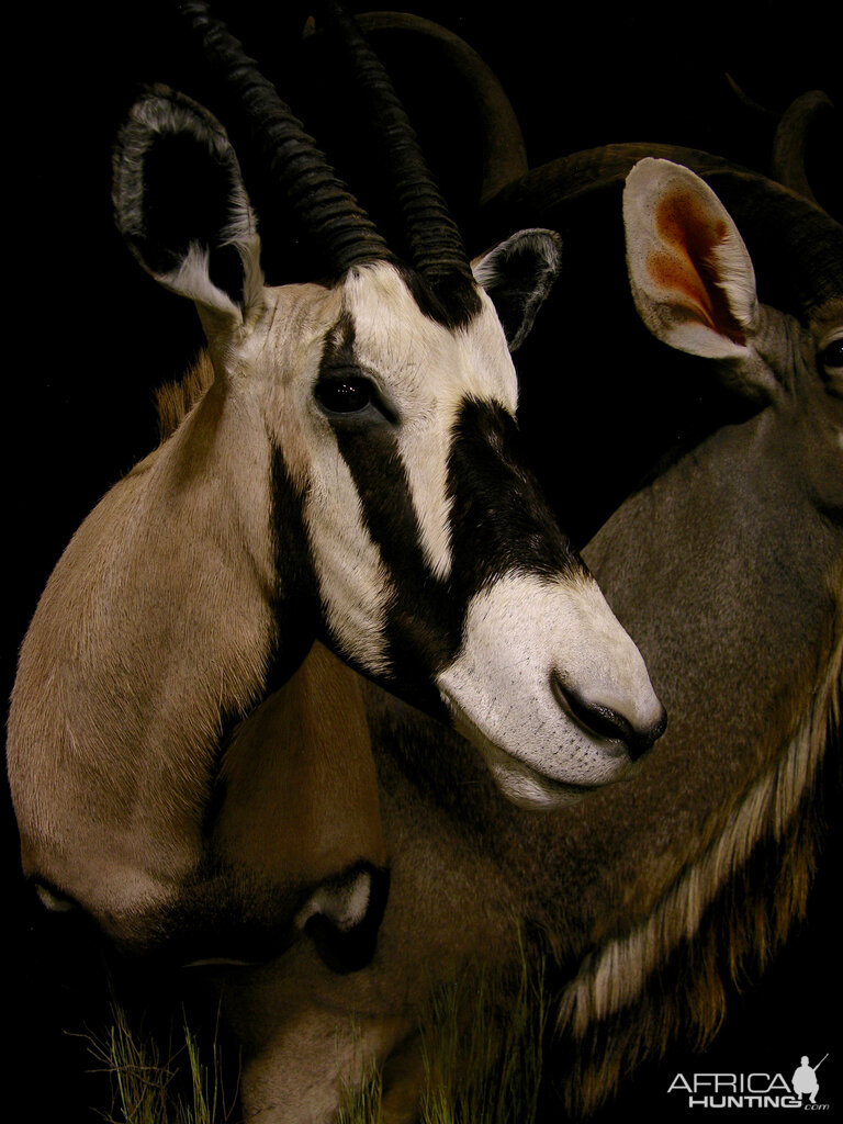 Gemsbok & Kudu Double Pedestal Taxidermy