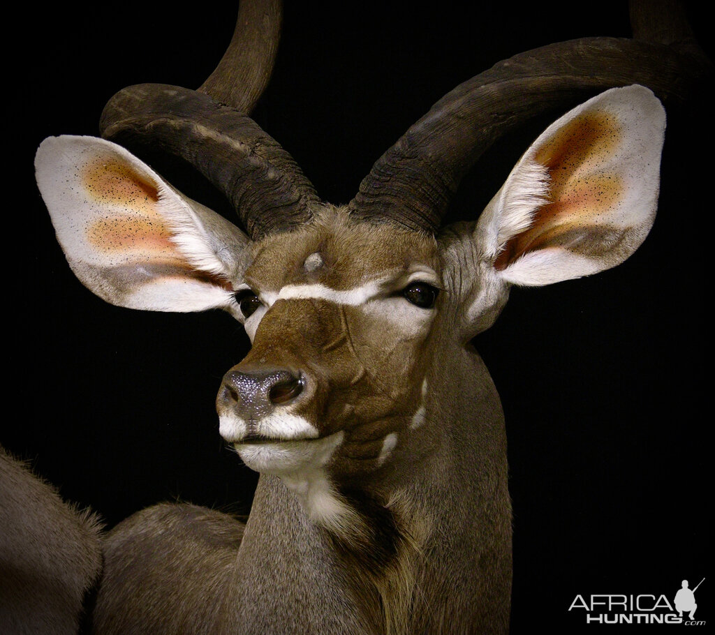 Gemsbok & Kudu Double Pedestal Taxidermy