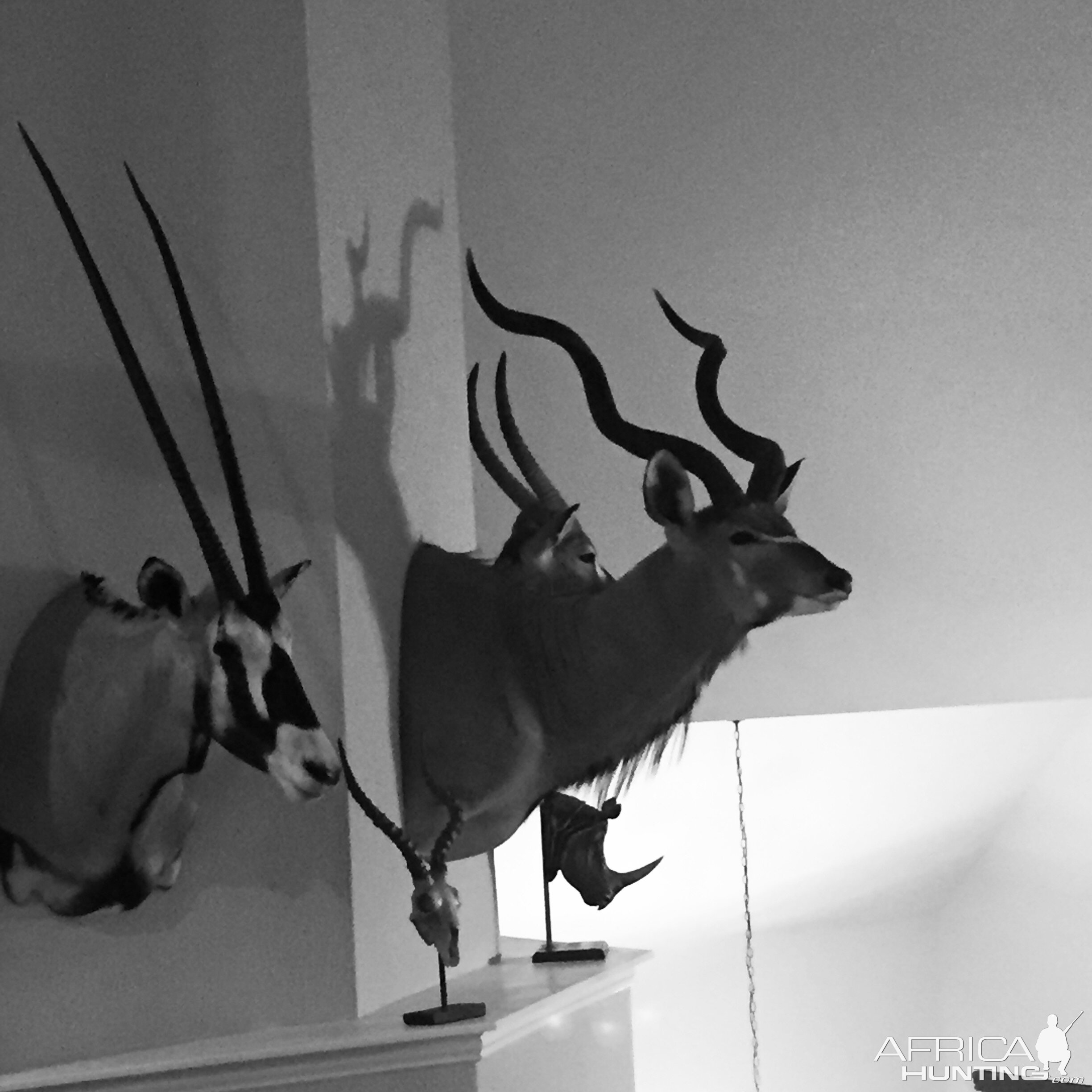 Gemsbok, Kudu & Waterbcuk Shoulder Mount Taxidermy