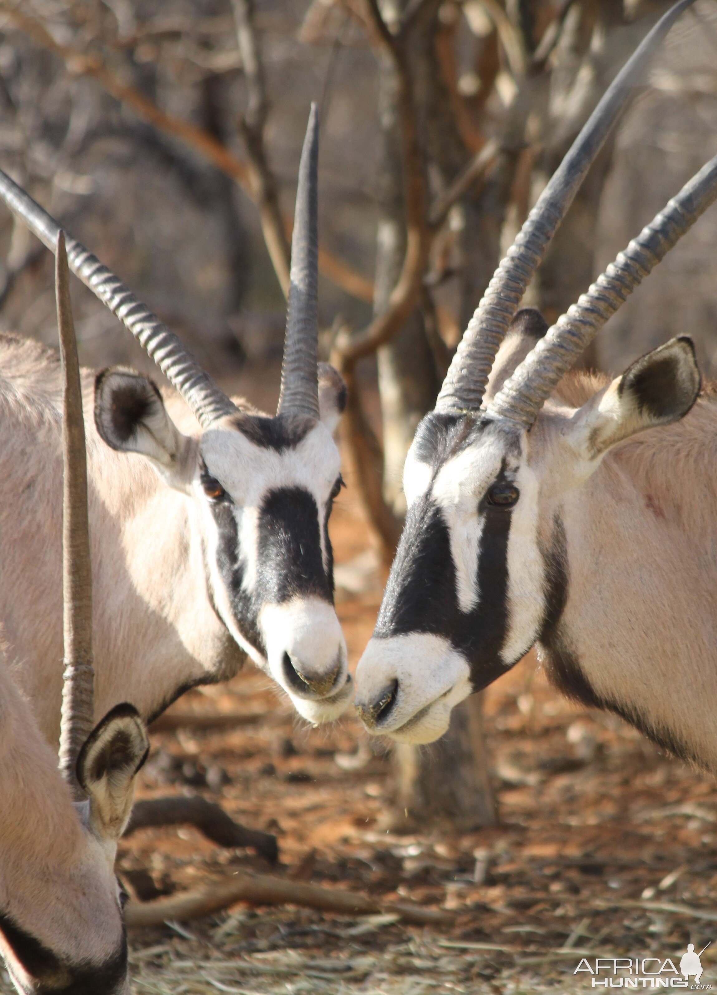 Gemsbok Limcroma Safaris