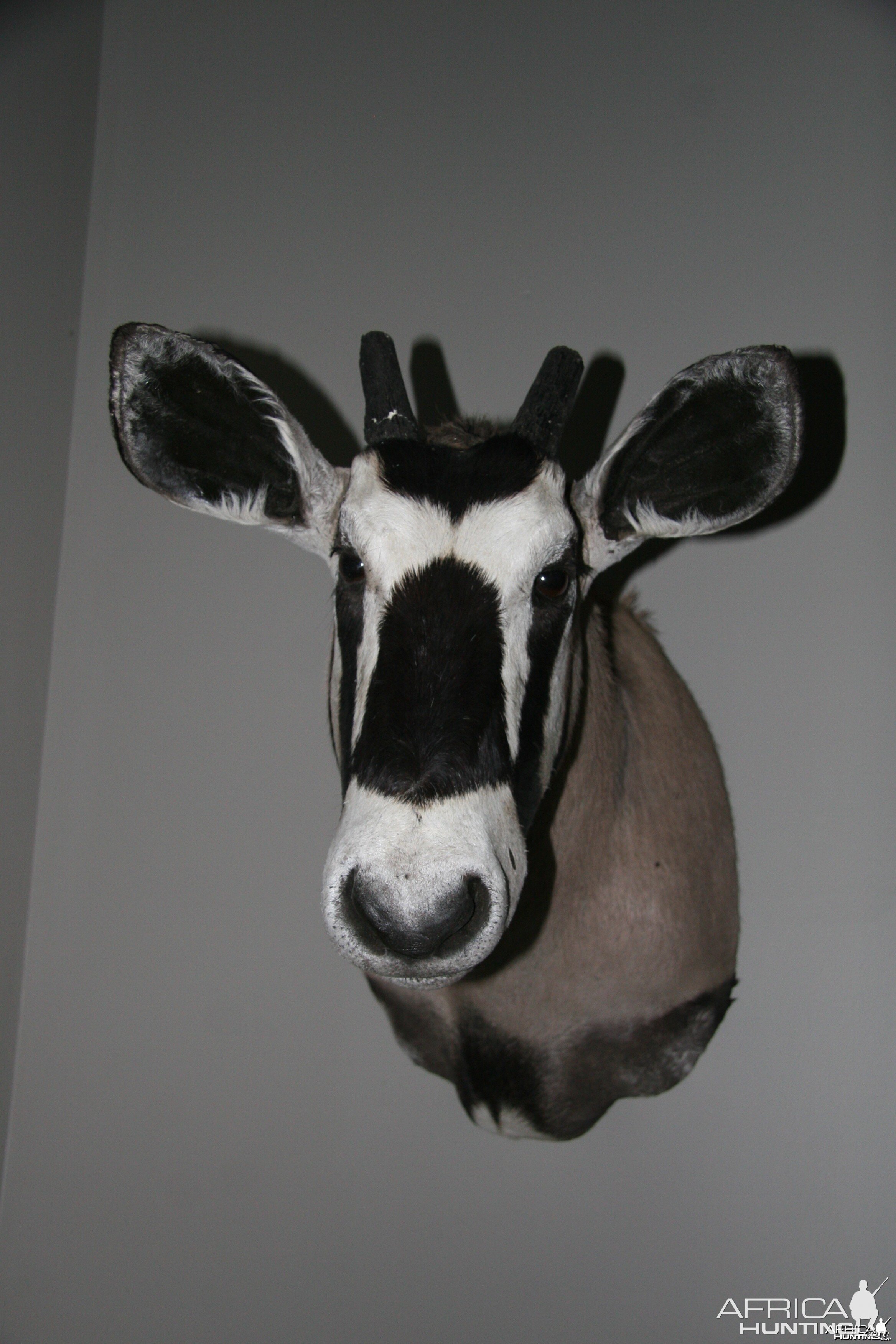 Gemsbok Mount