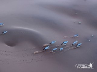 Gemsbok Namibia Desert