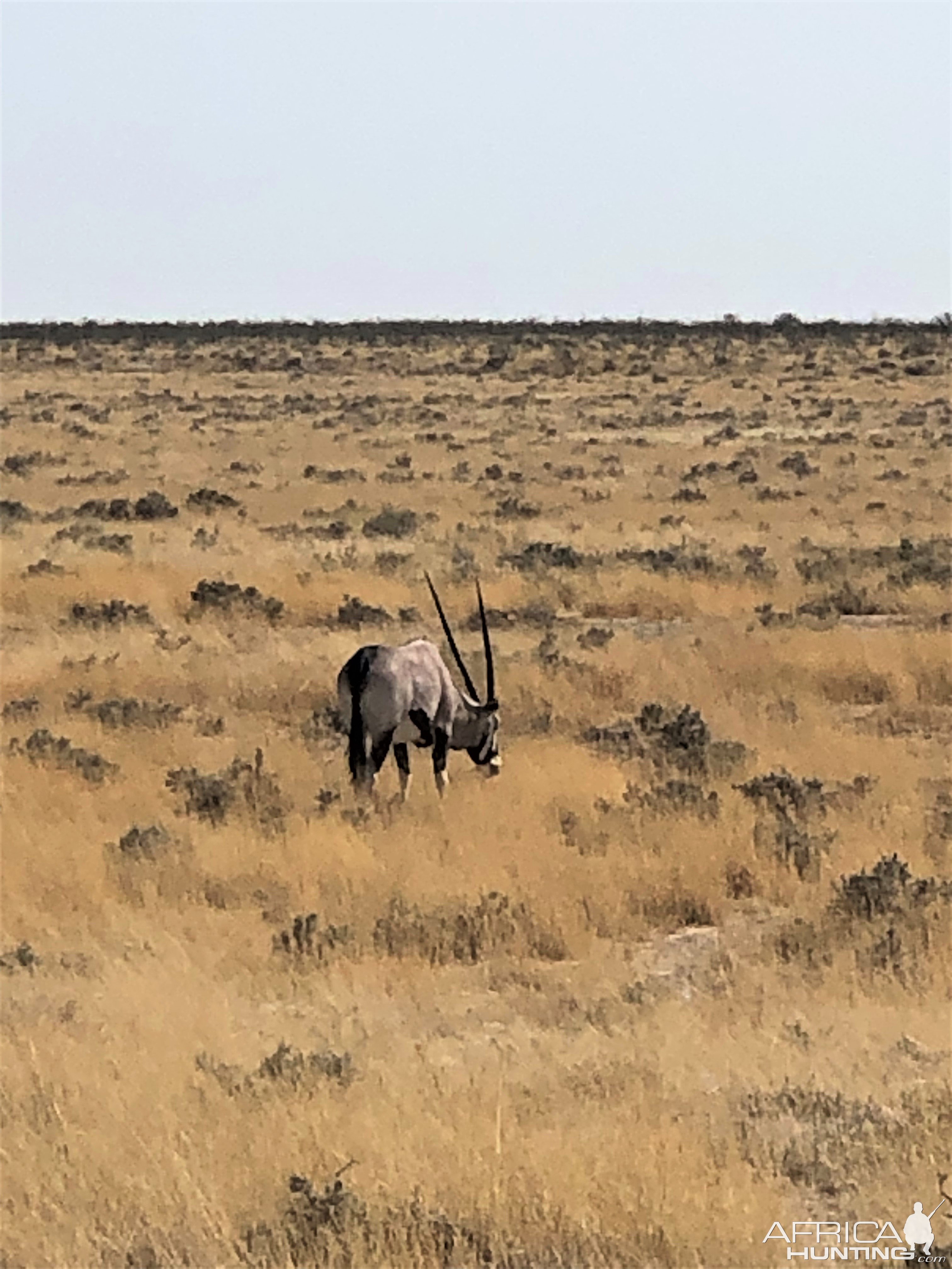 Gemsbok Namibia