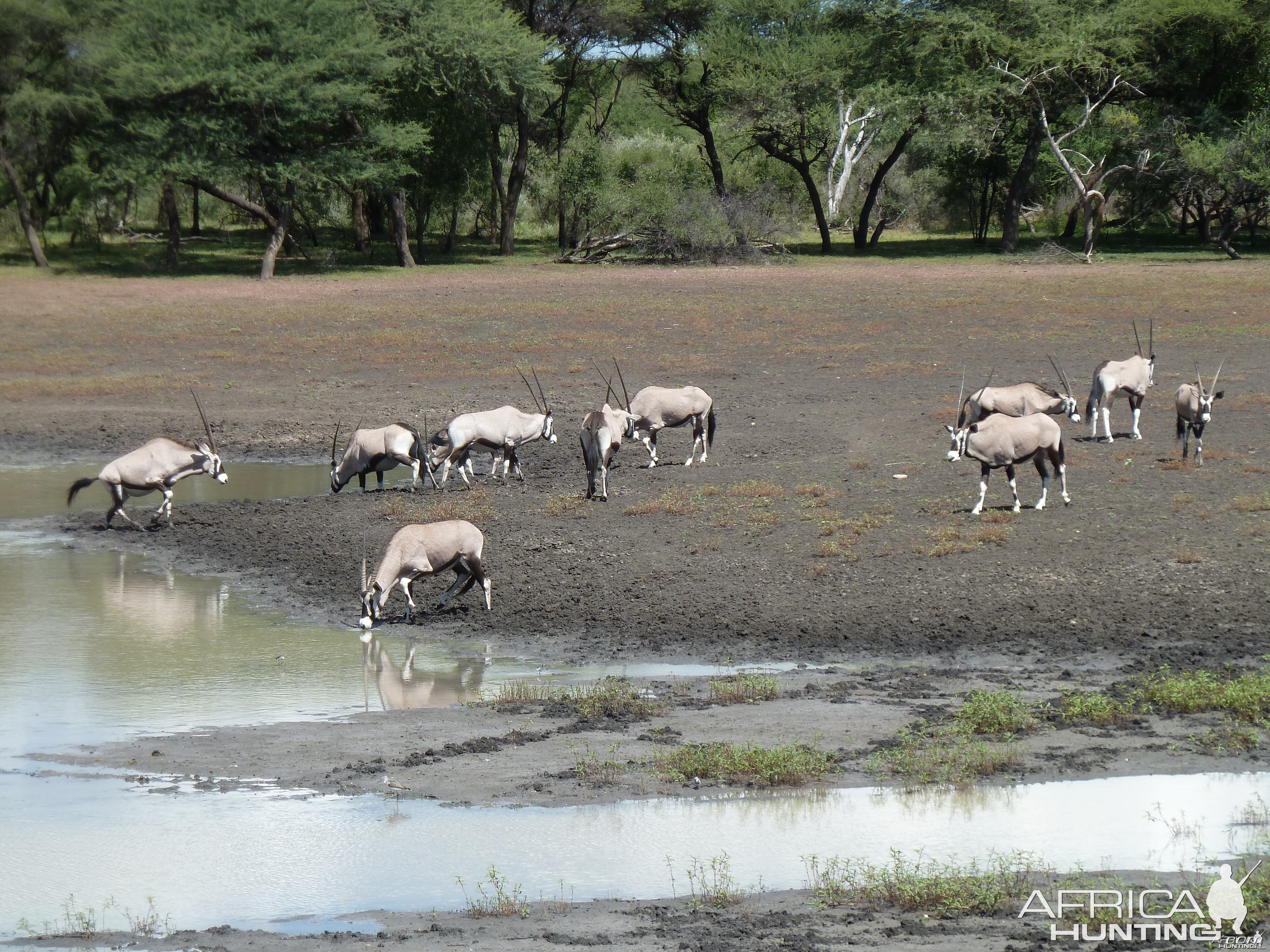 Gemsbok Namibia