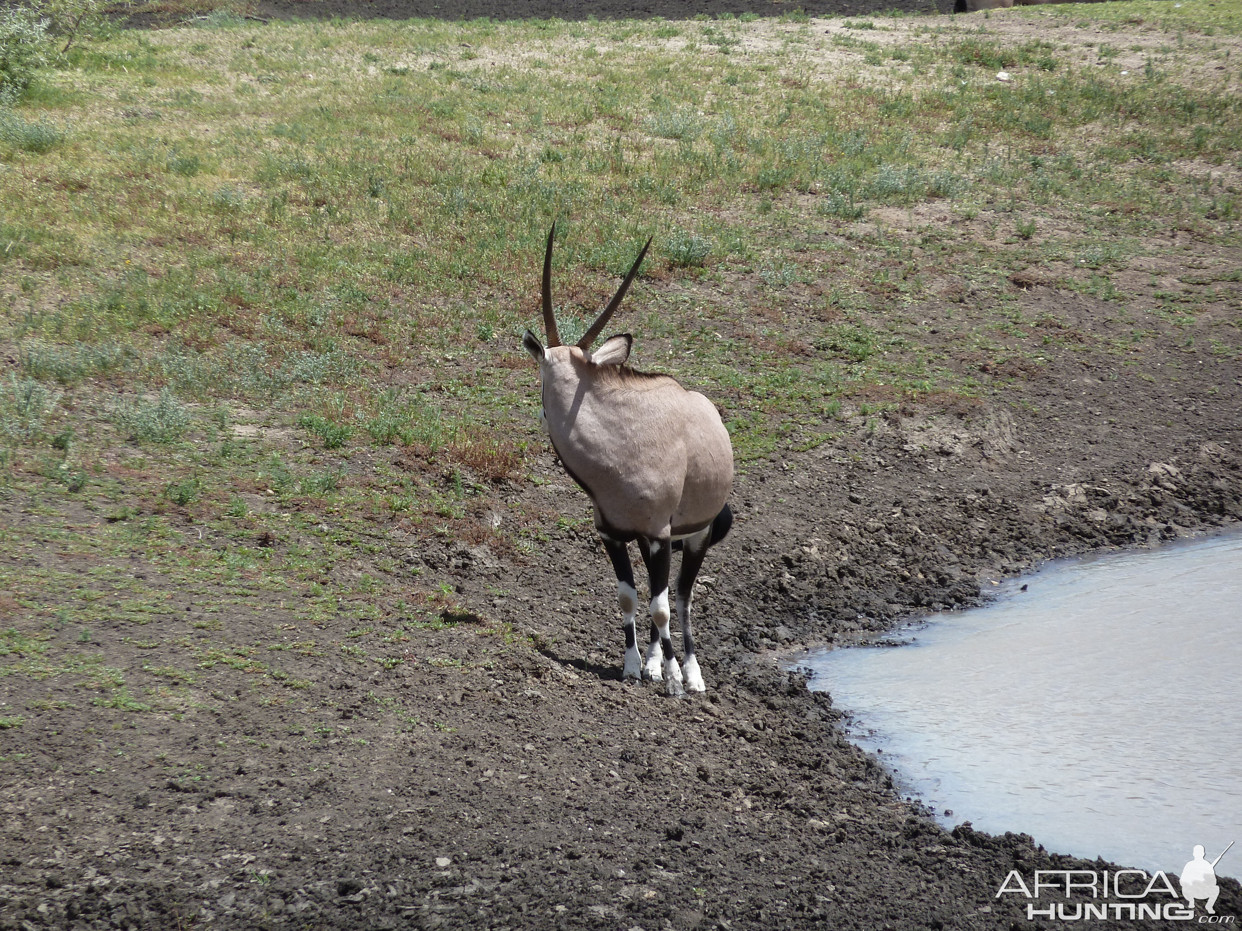 Gemsbok Namibia