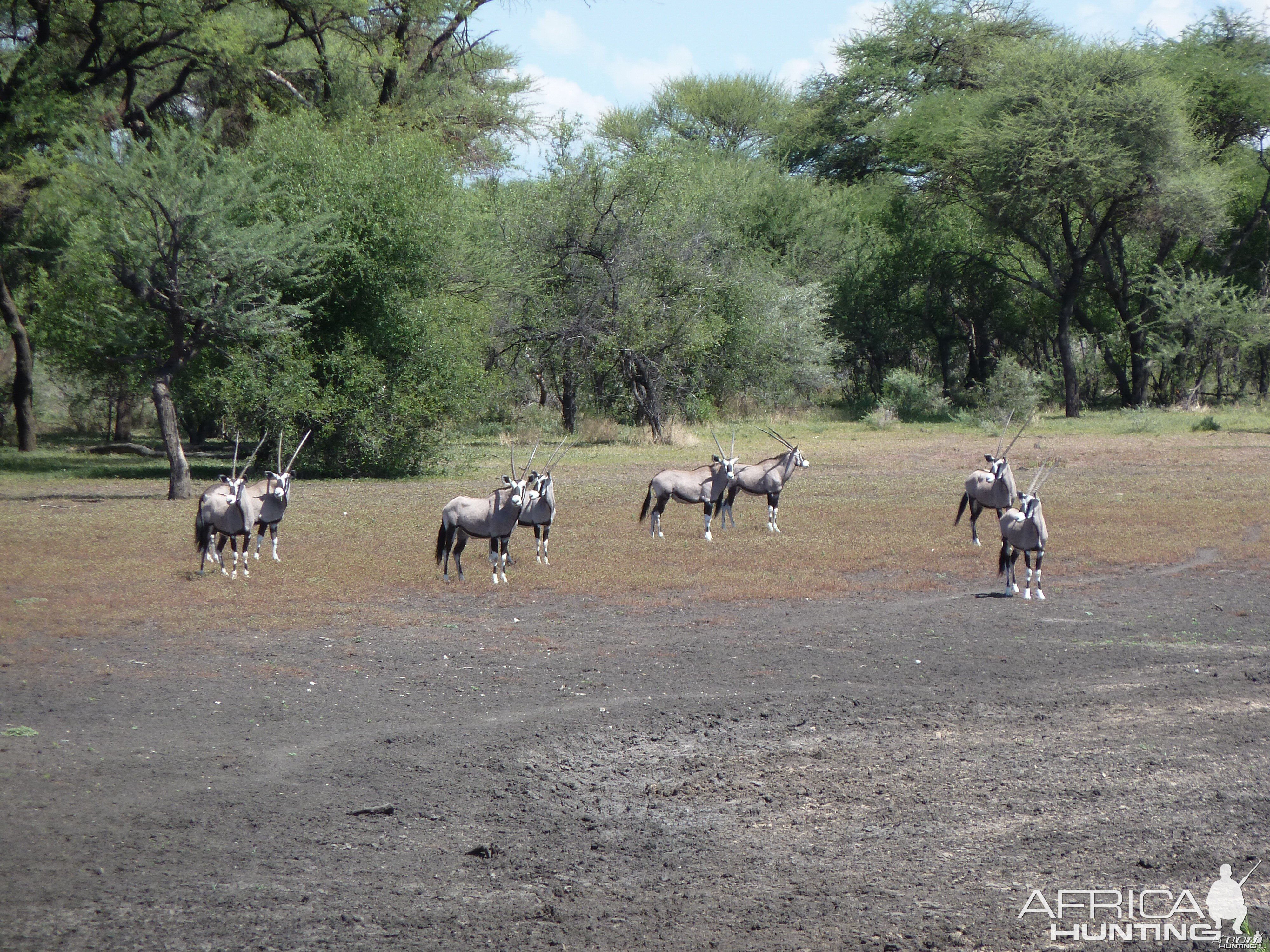 Gemsbok Namibia