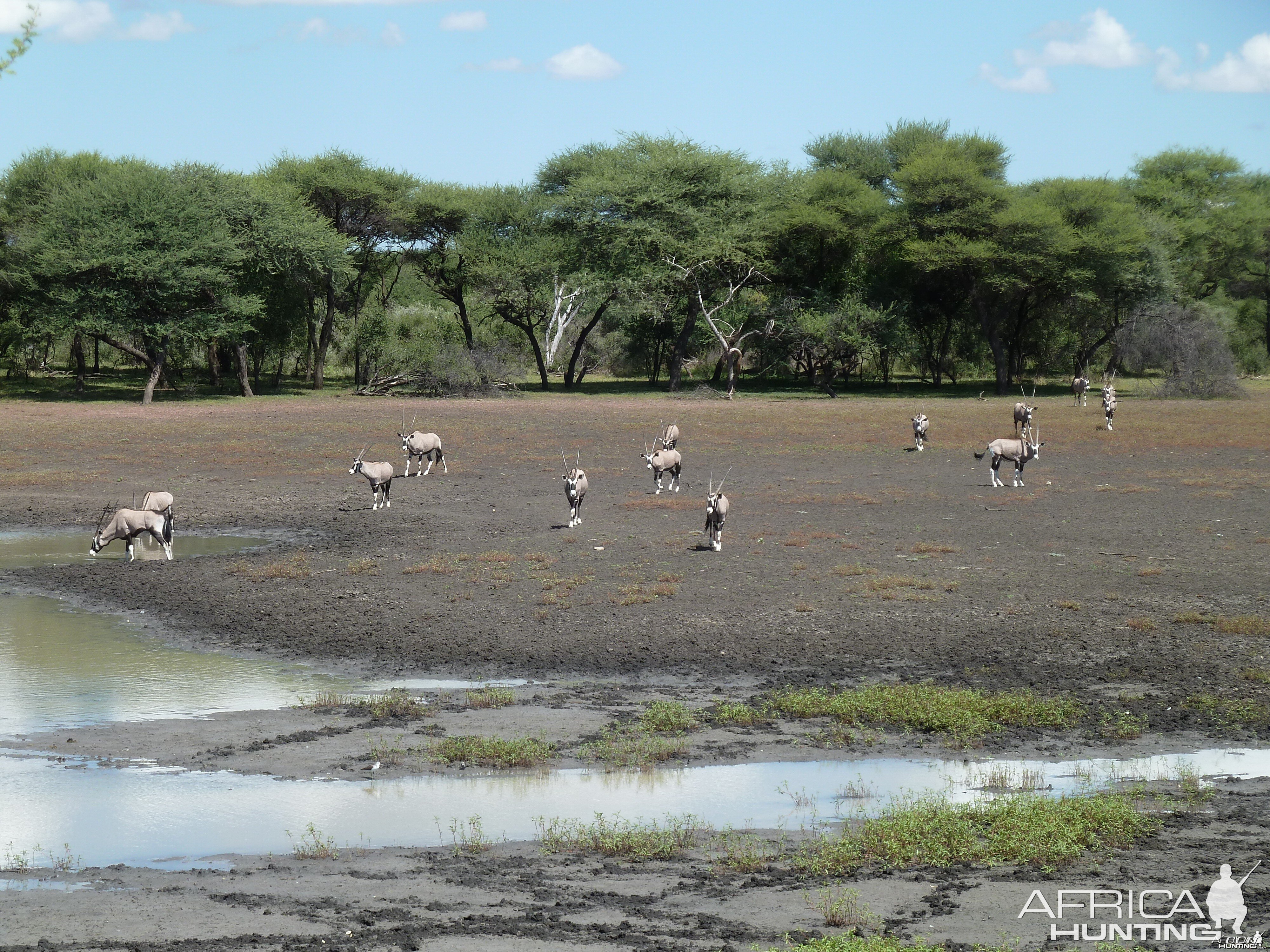 Gemsbok Namibia