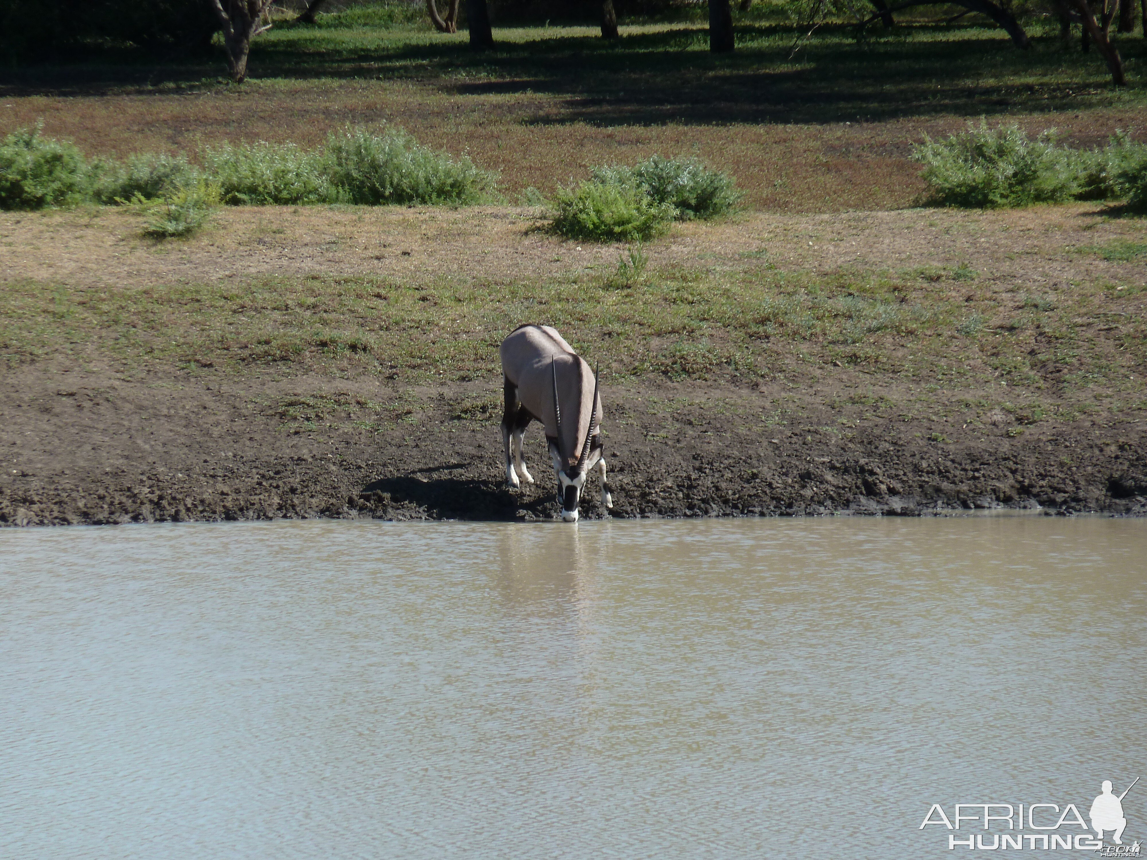 Gemsbok Namibia