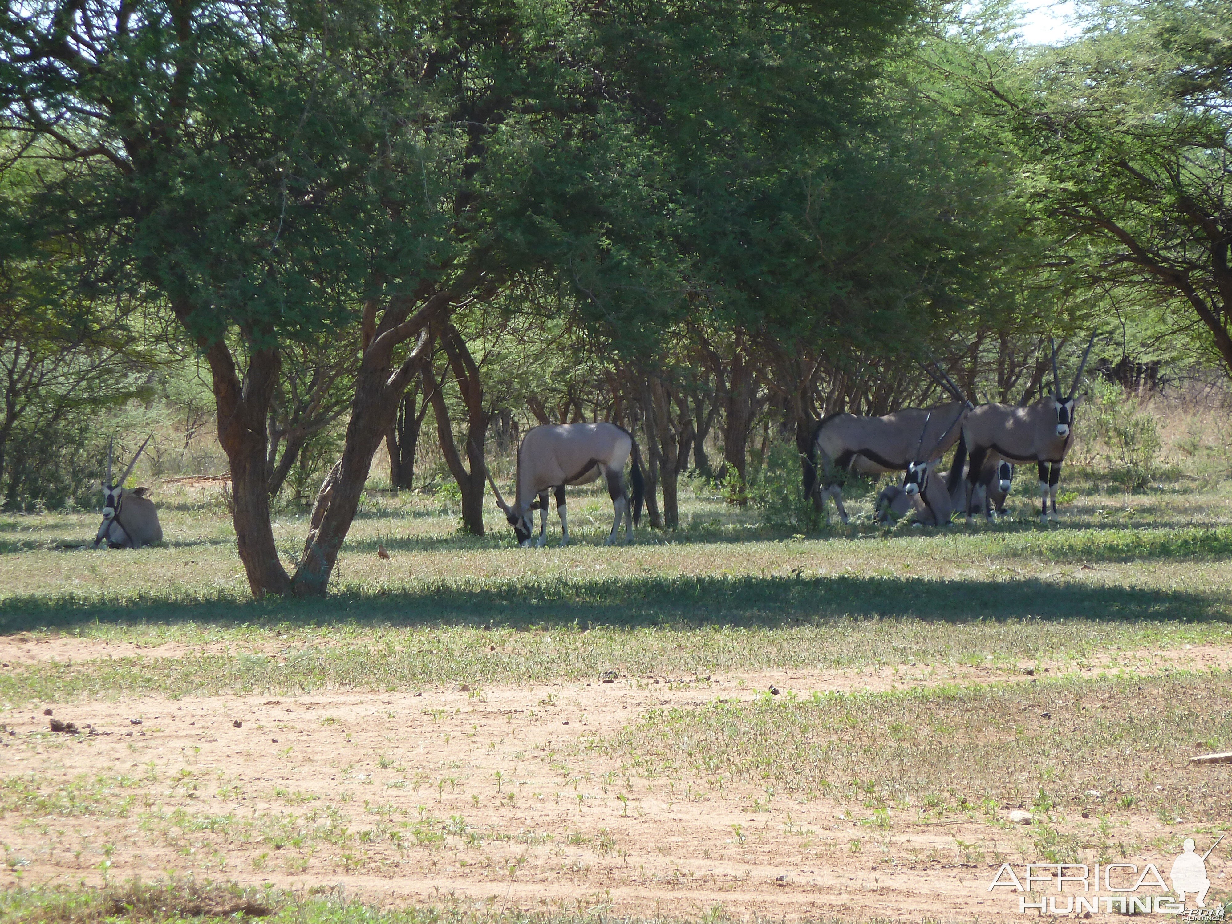 Gemsbok Namibia