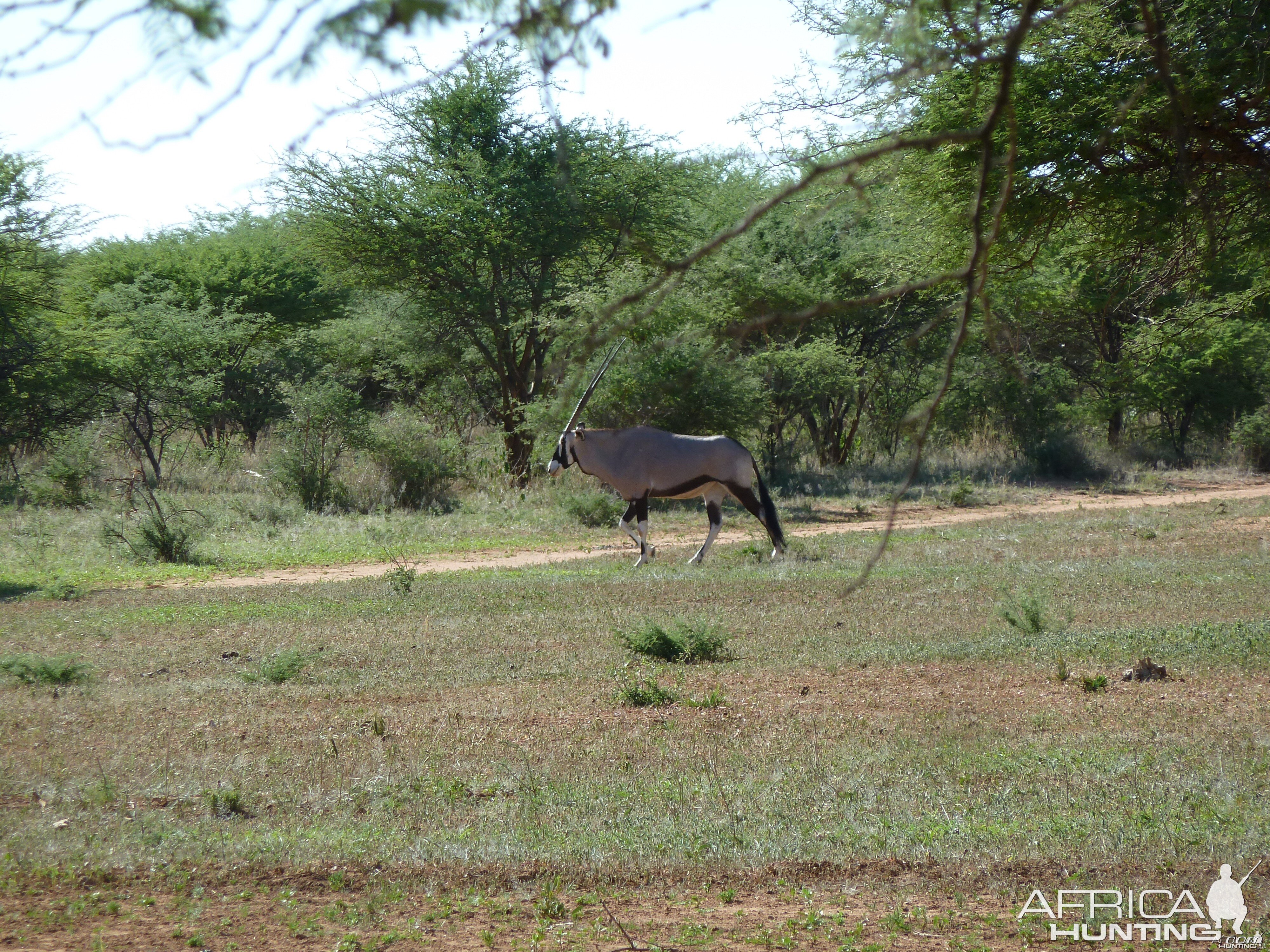 Gemsbok Namibia