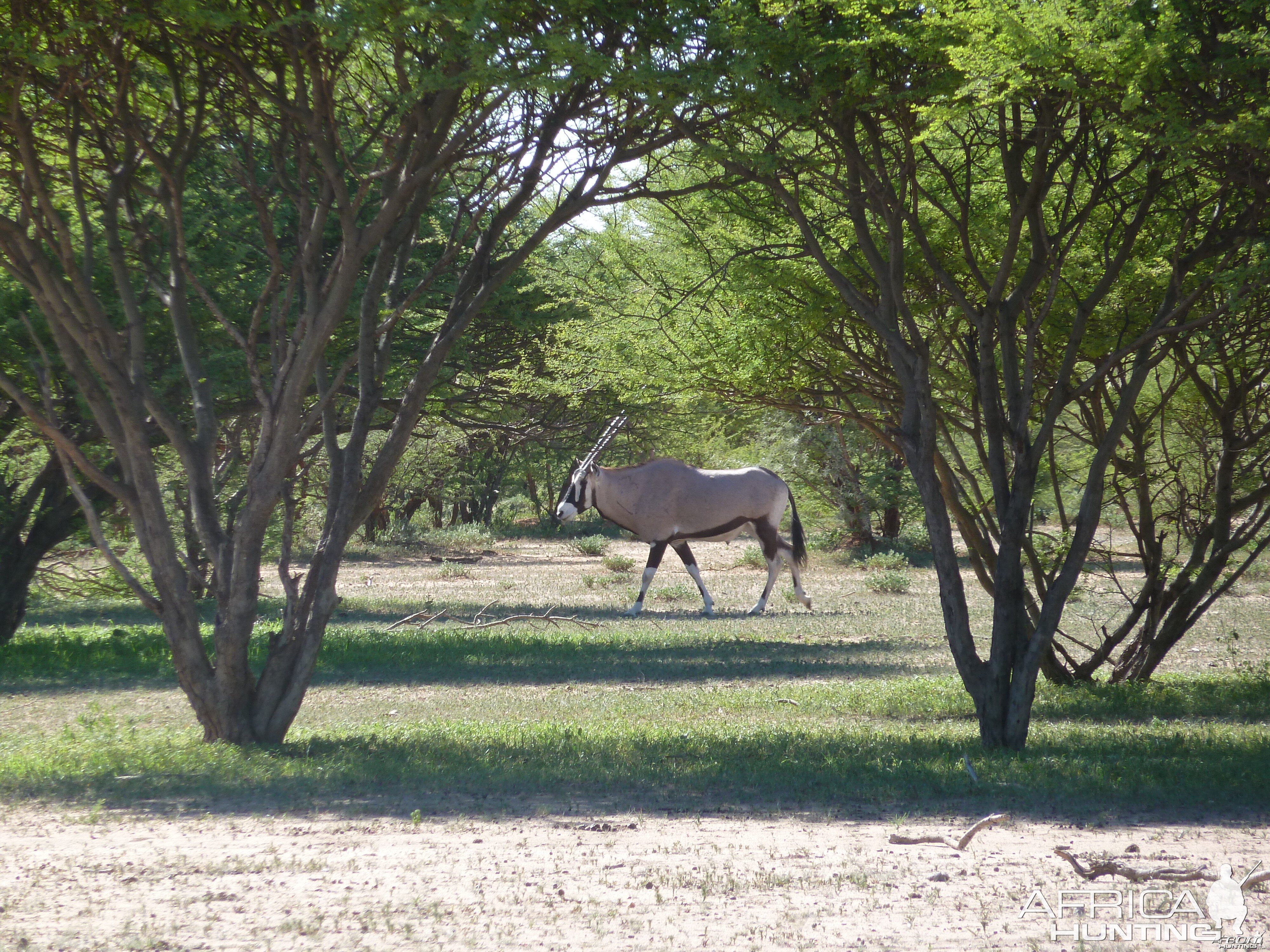 Gemsbok Namibia