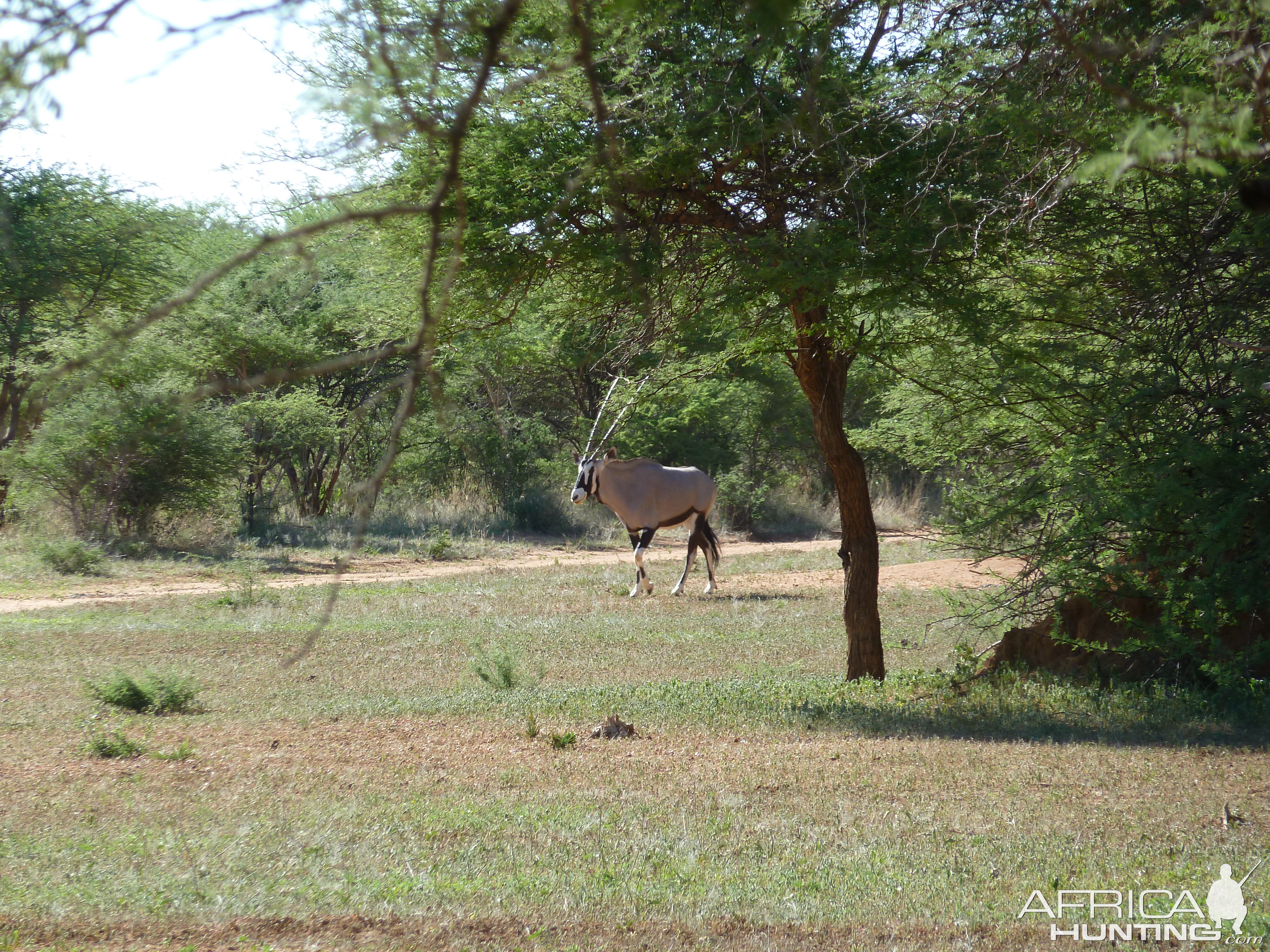 Gemsbok Namibia