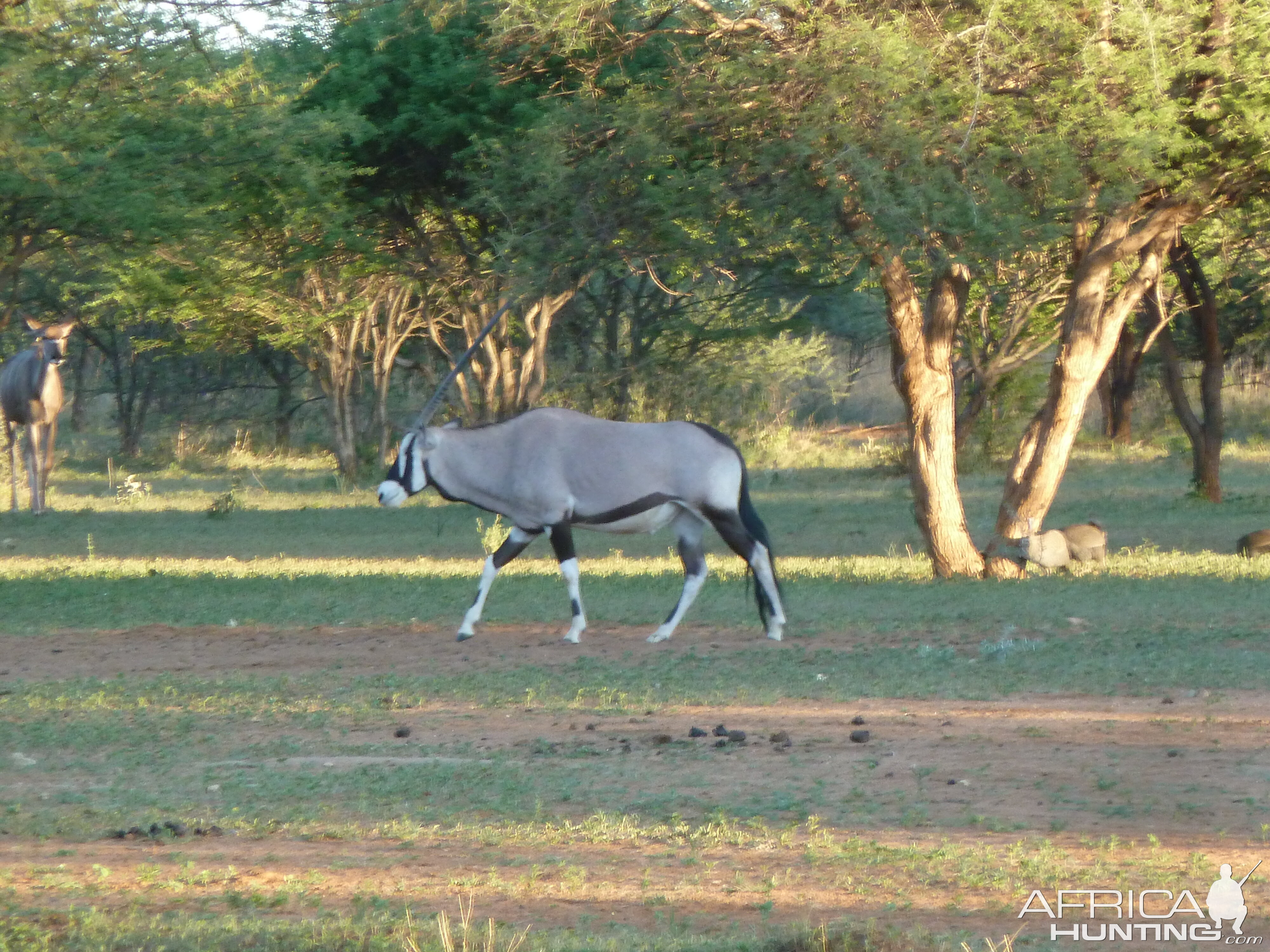 Gemsbok Namibia