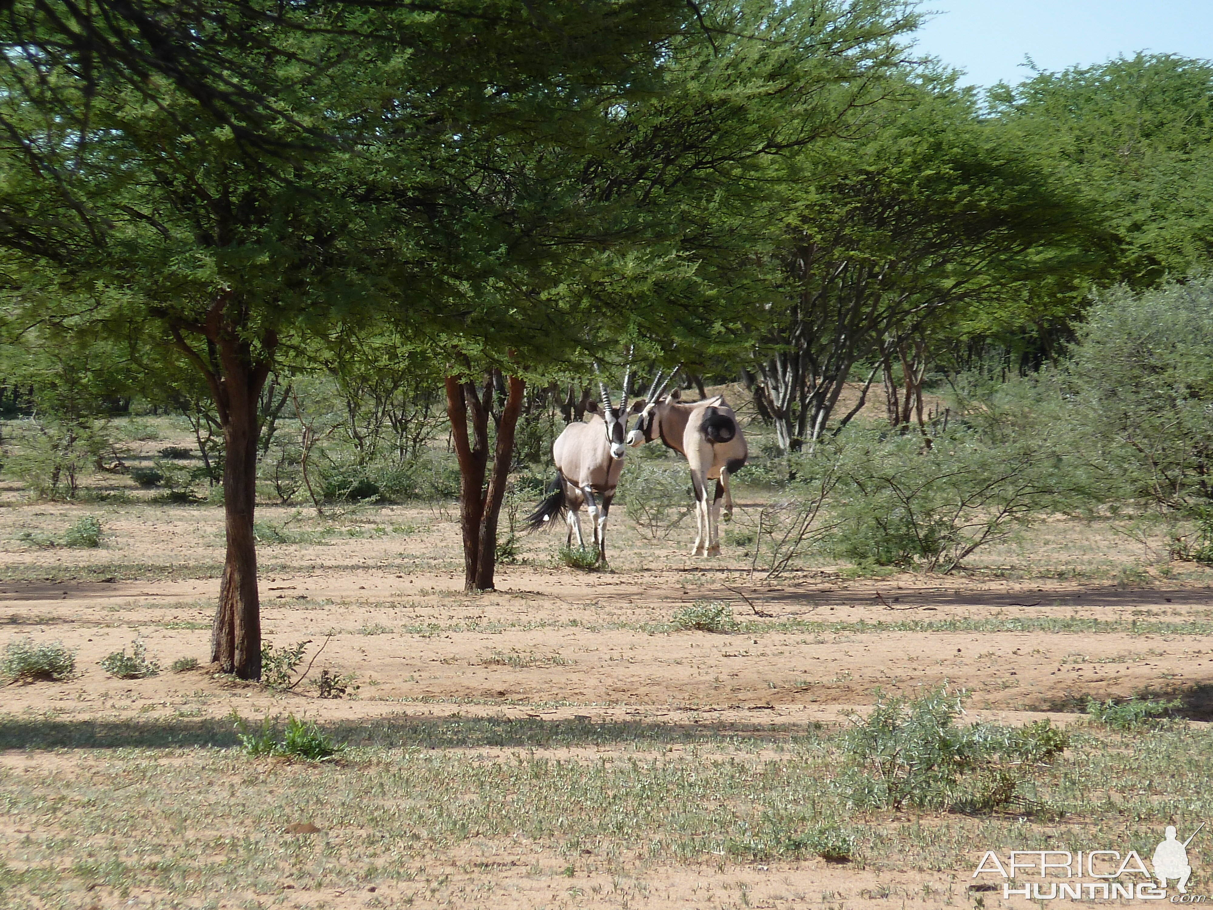 Gemsbok Namibia