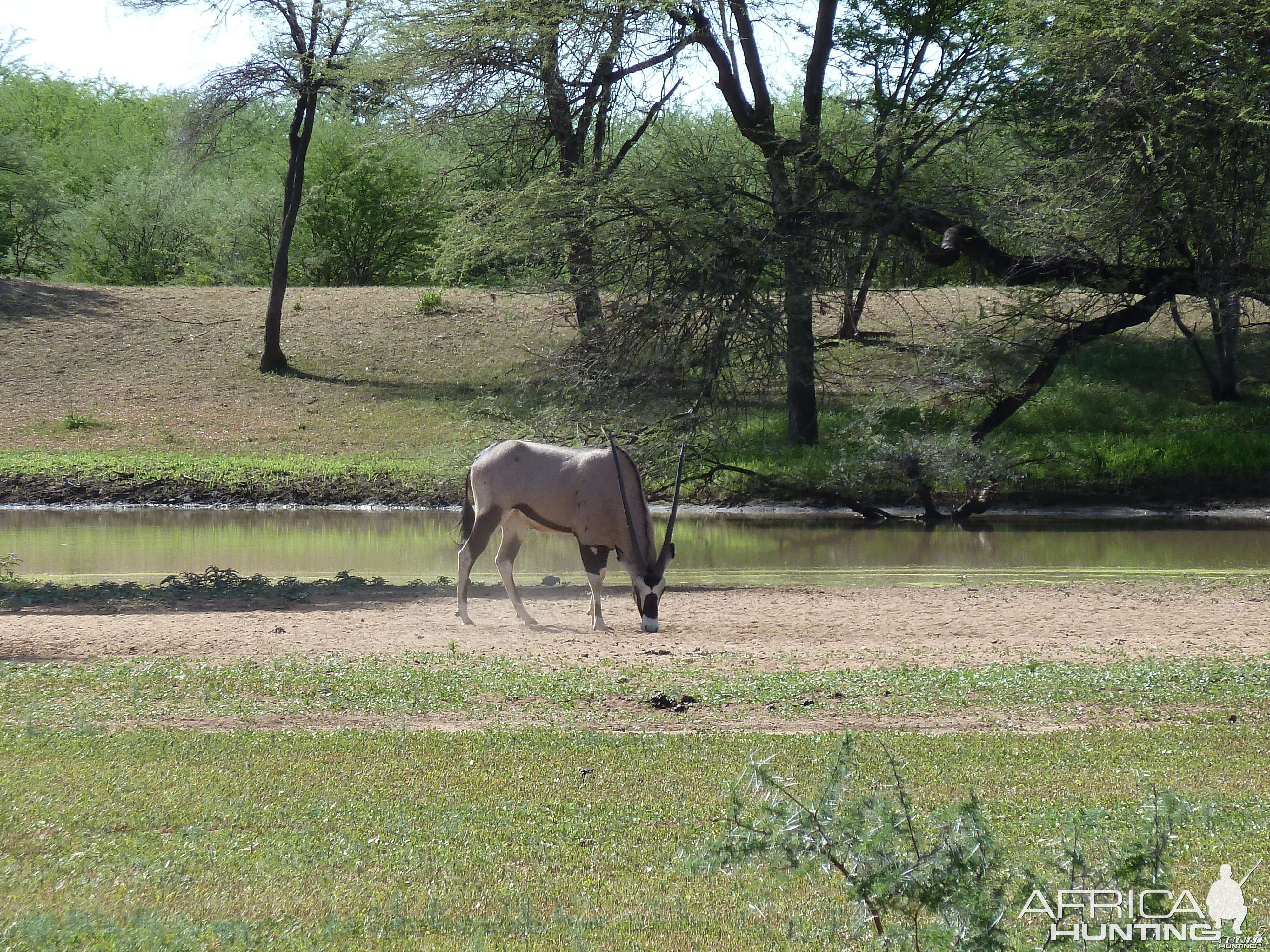 Gemsbok Namibia