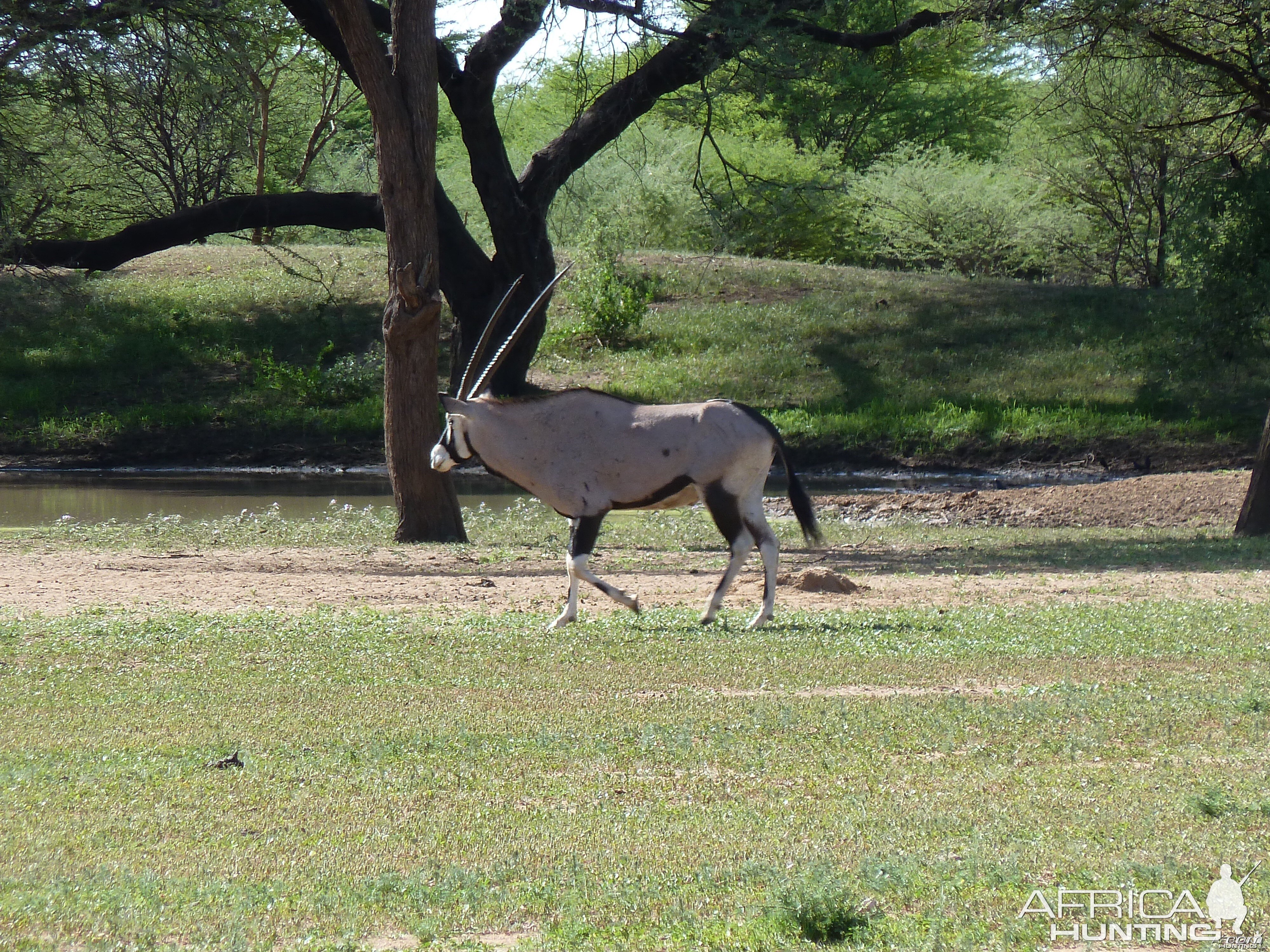 Gemsbok Namibia