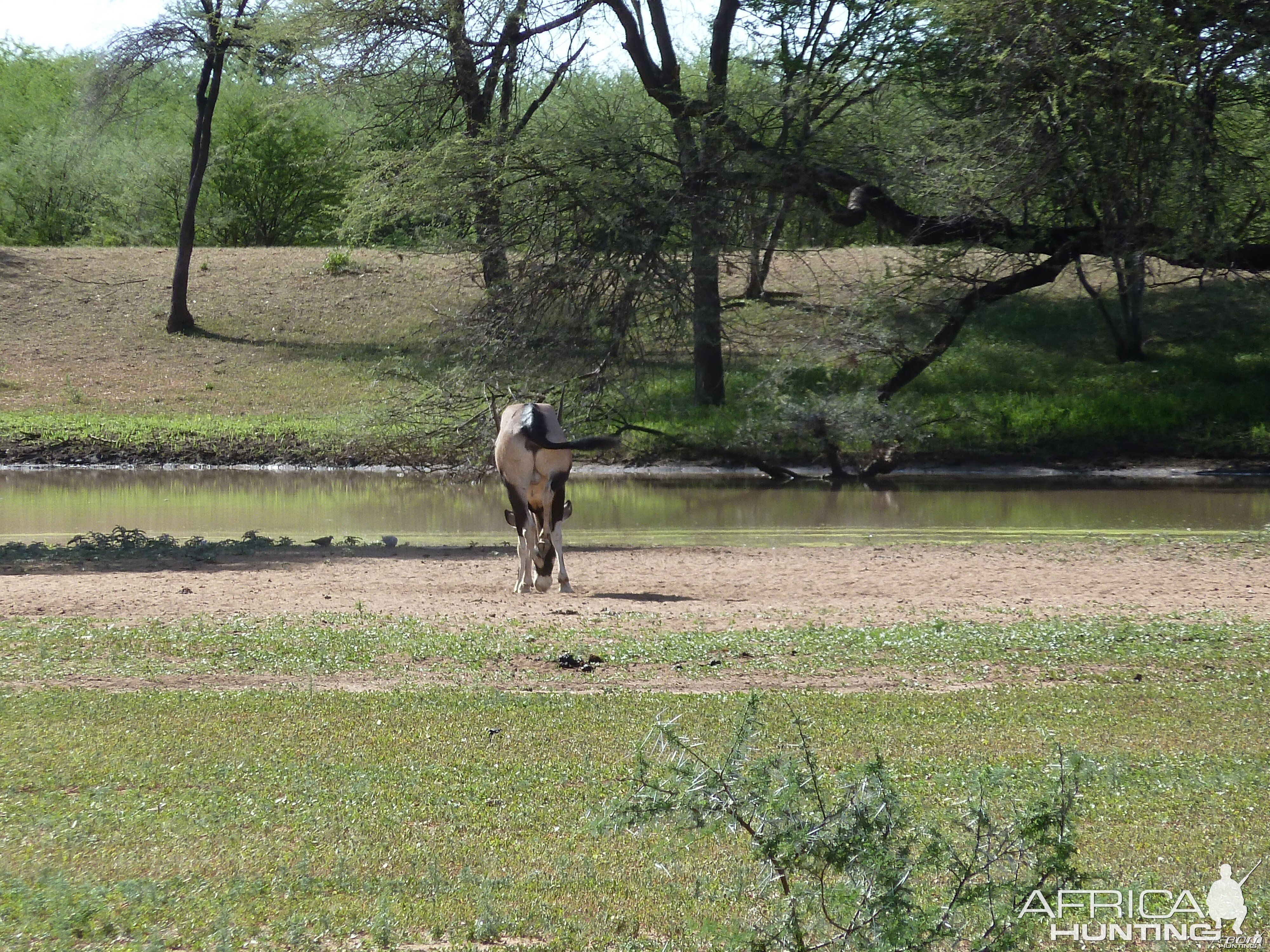 Gemsbok Namibia