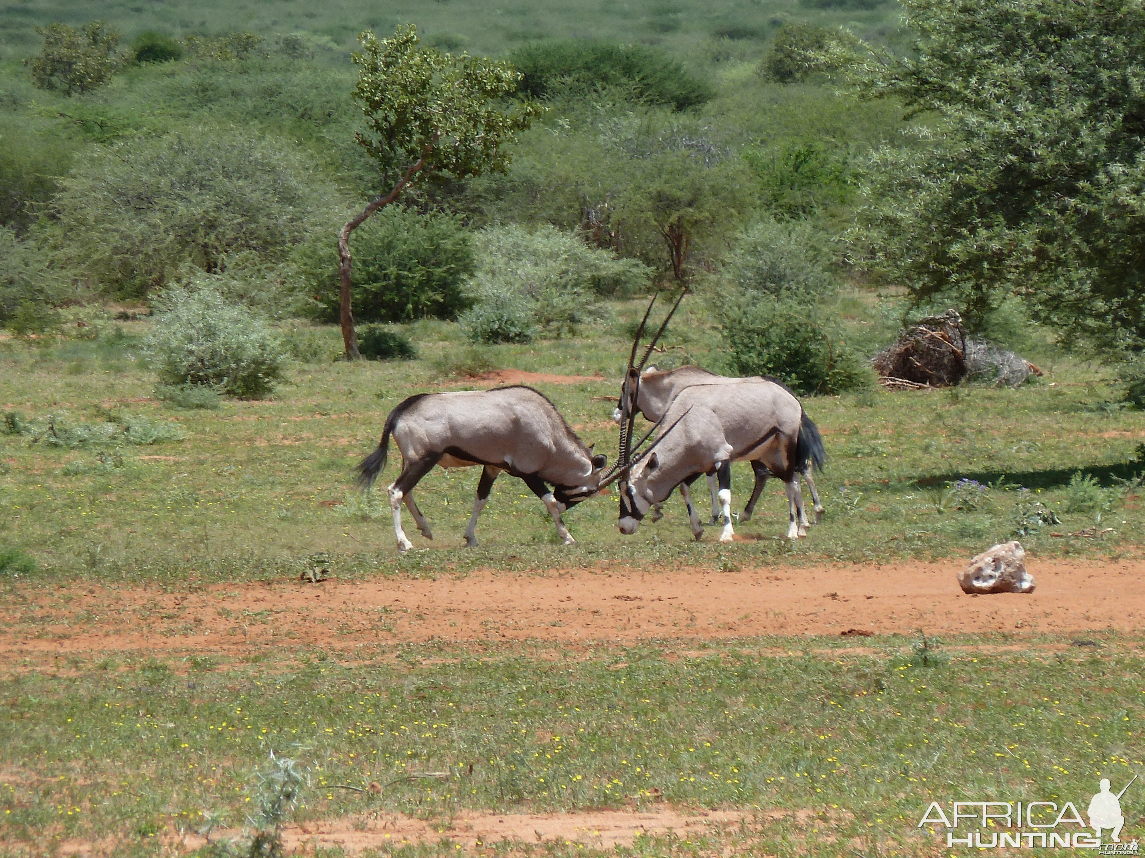 Gemsbok Namibia